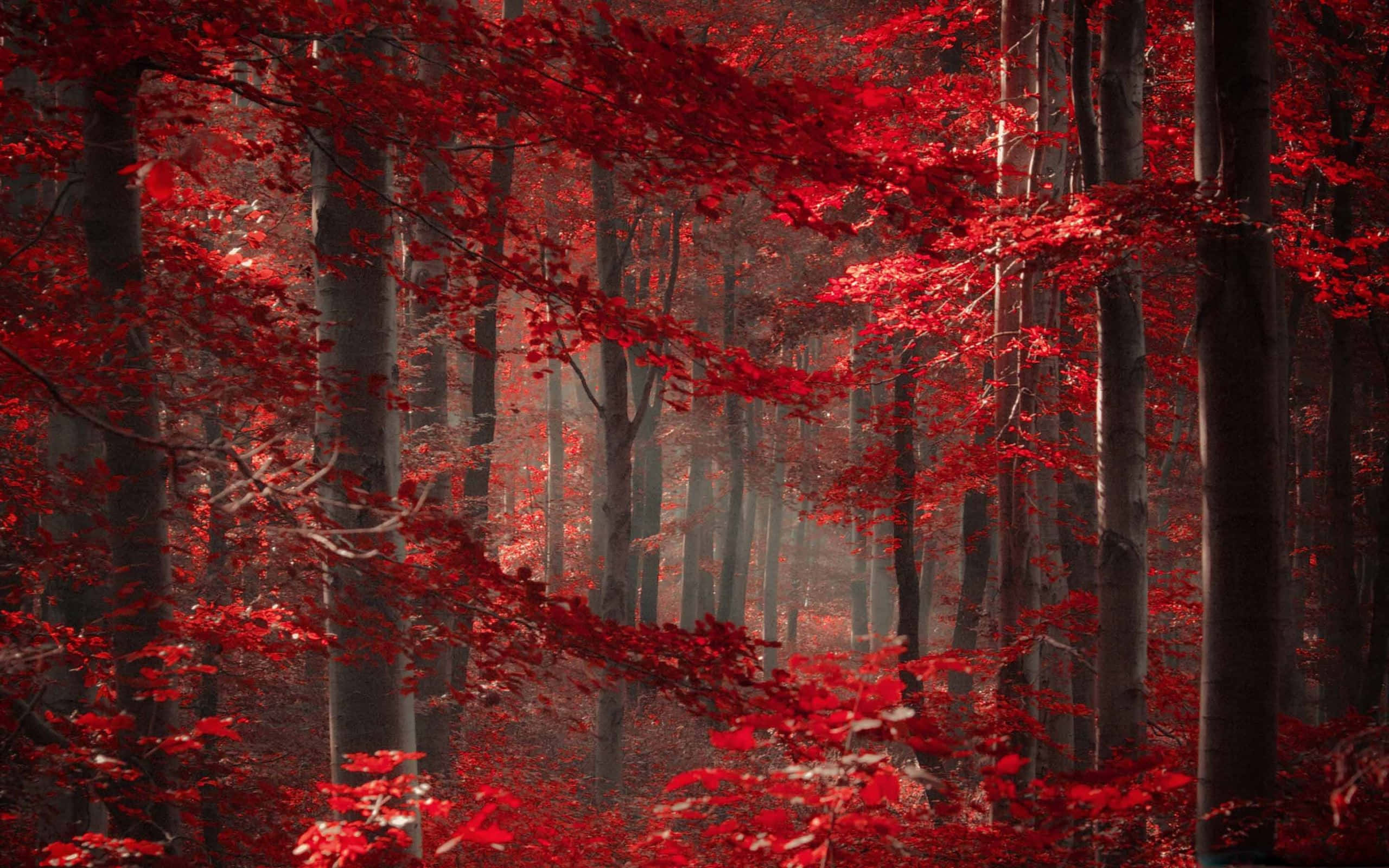 Magical Forest 桌布 壁紙 — 一片迷霧森林，沐浴在鮮豔的紅色樹葉中，高大的深色樹木營造出超現實的秋日氛圍。