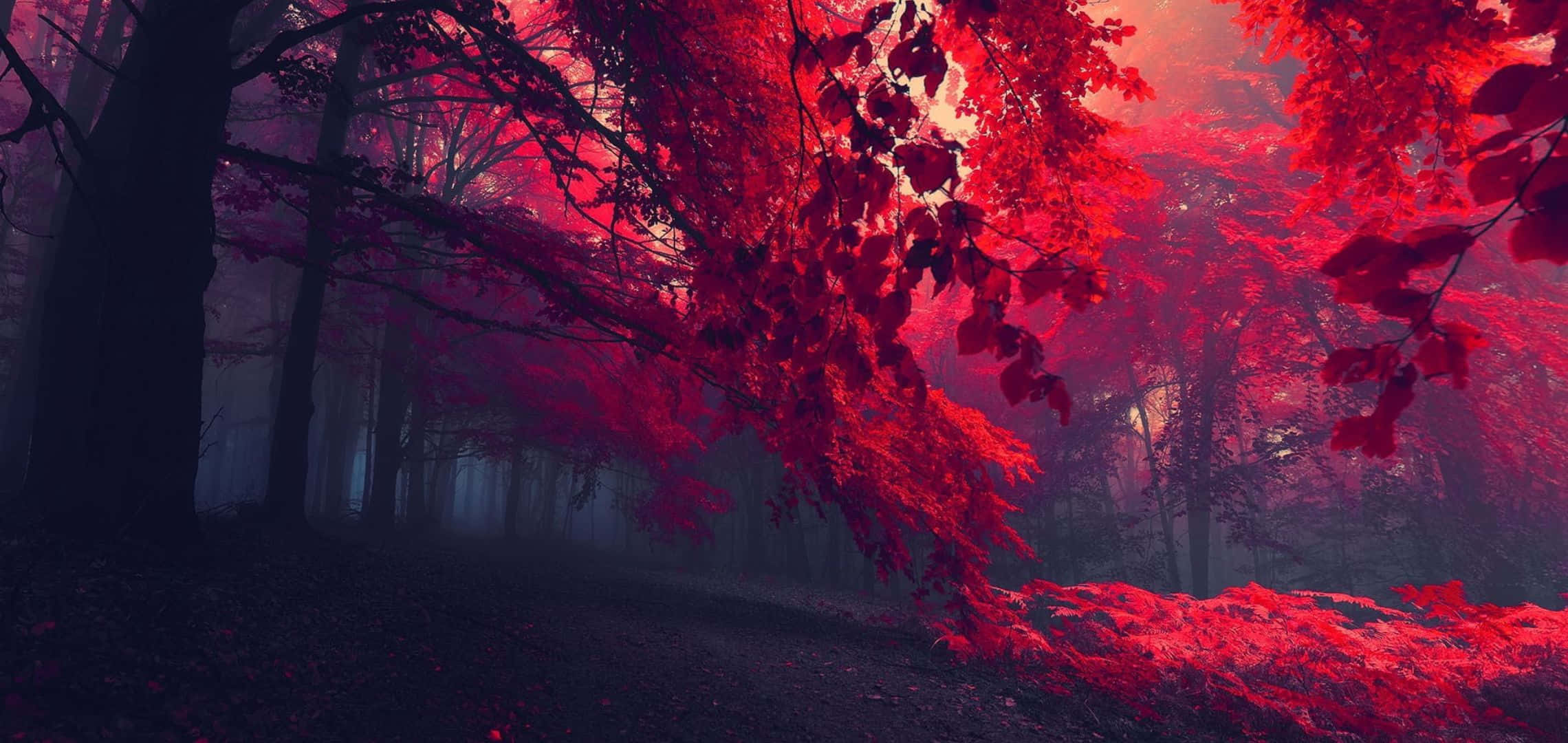 2280x1080 桌布 壁紙 — 一片迷霧森林沐浴在超現實的深紅光線中，光線穿過鮮紅的樹葉和黑暗的樹木剪影。