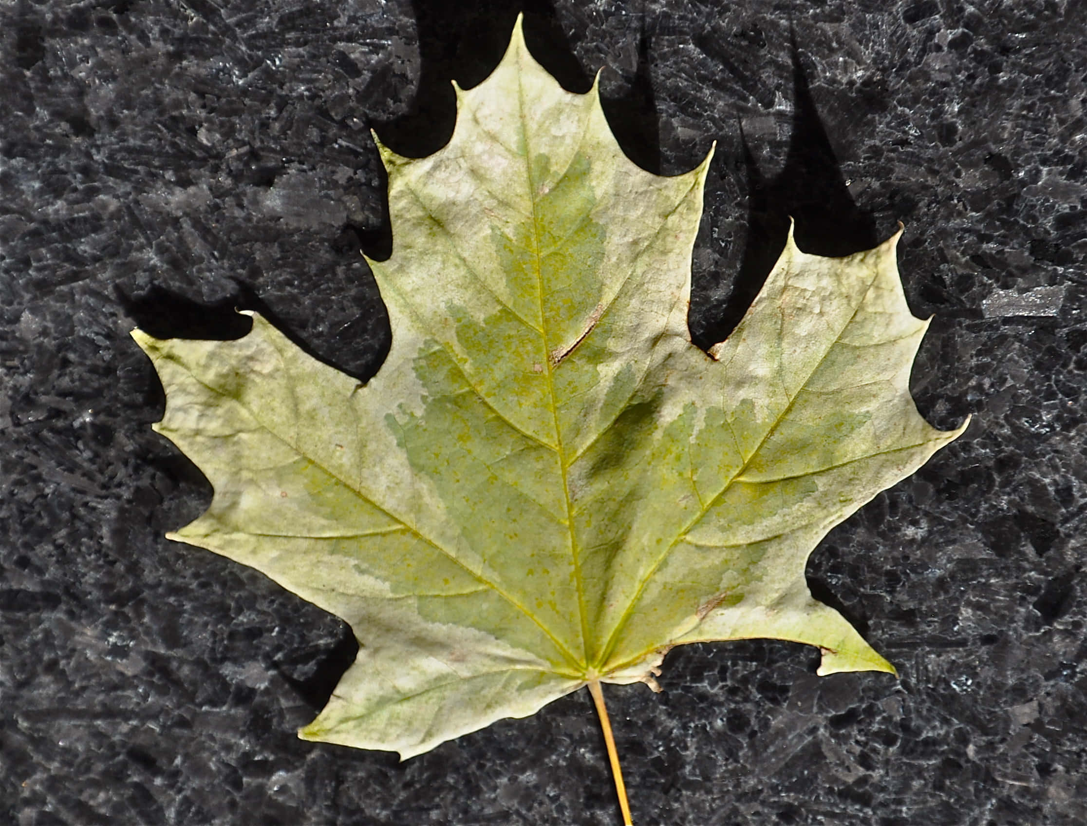 Maple Leaf 桌布 壁紙 — 一片邊緣泛黃的風化楓葉，靜置於深色紋理石面上。