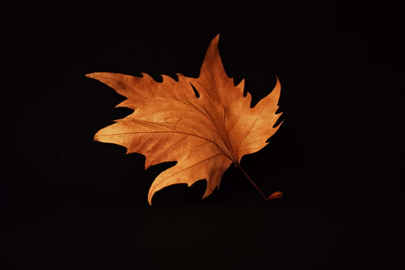Maple Leaf 桌布 壁紙 — 一片金棕色楓葉，葉脈精細，在深黑色背景下溫暖地發光。