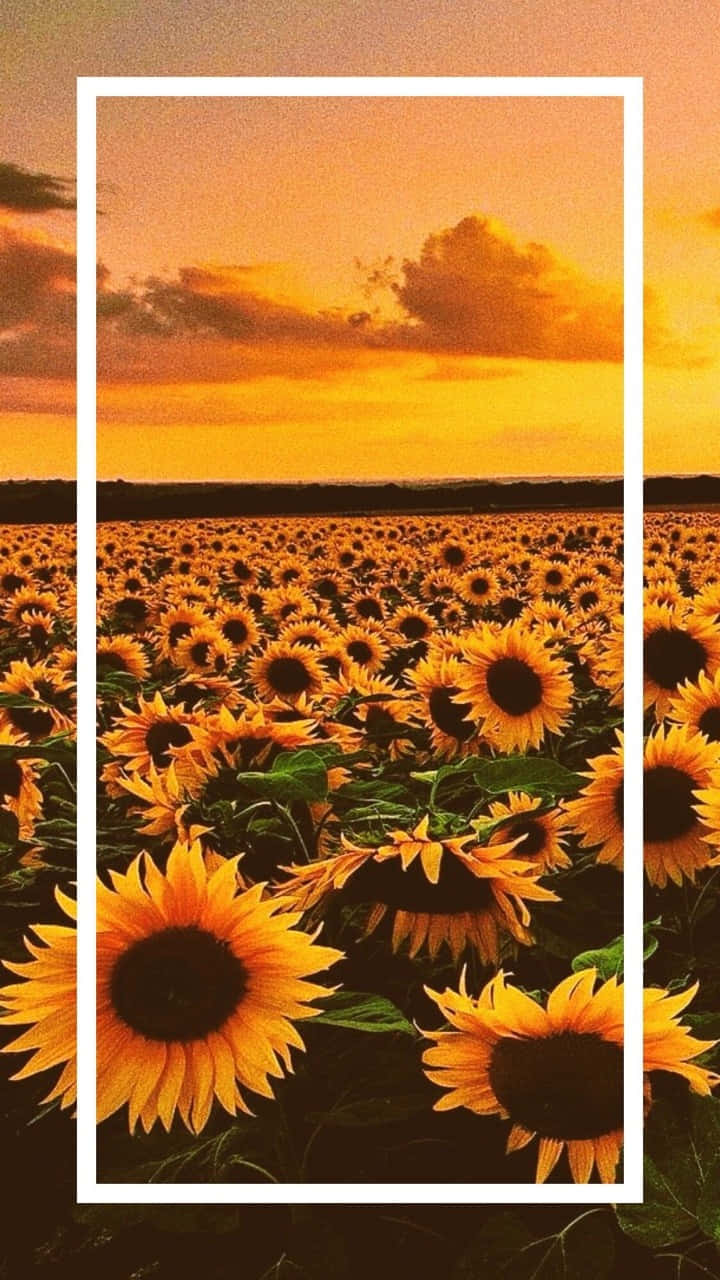 Sunflower Yellow 桌布 壁紙 — 一片金色向日葵田在溫暖的日落天空下延伸，並以白色邊框框起。