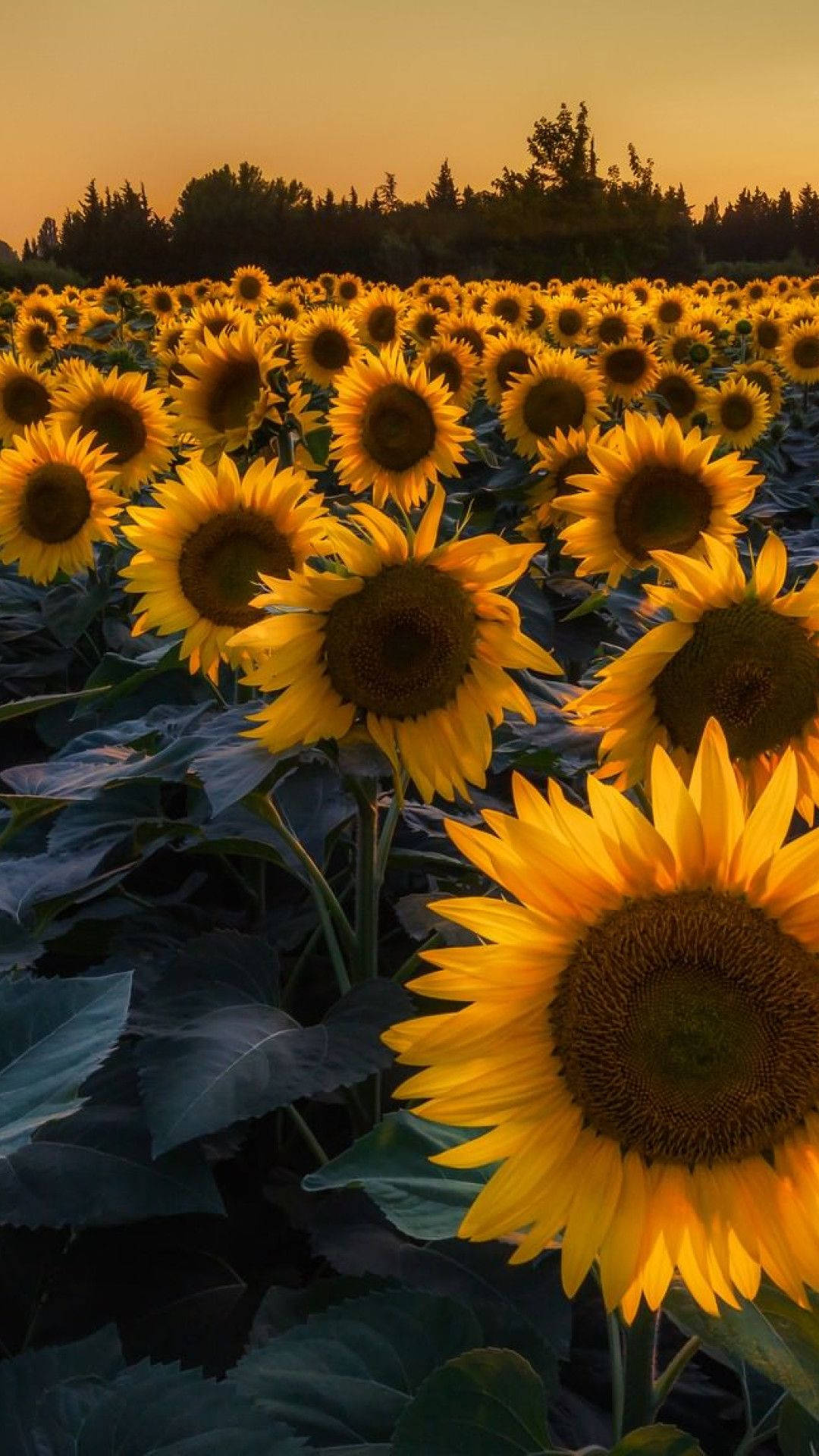 向日葵 iPhone 桌布 壁紙 — 一片金色向日葵田沐浴在溫暖的夕陽光中，深綠色葉子和遠處樹木在橙色天空下形成剪影。