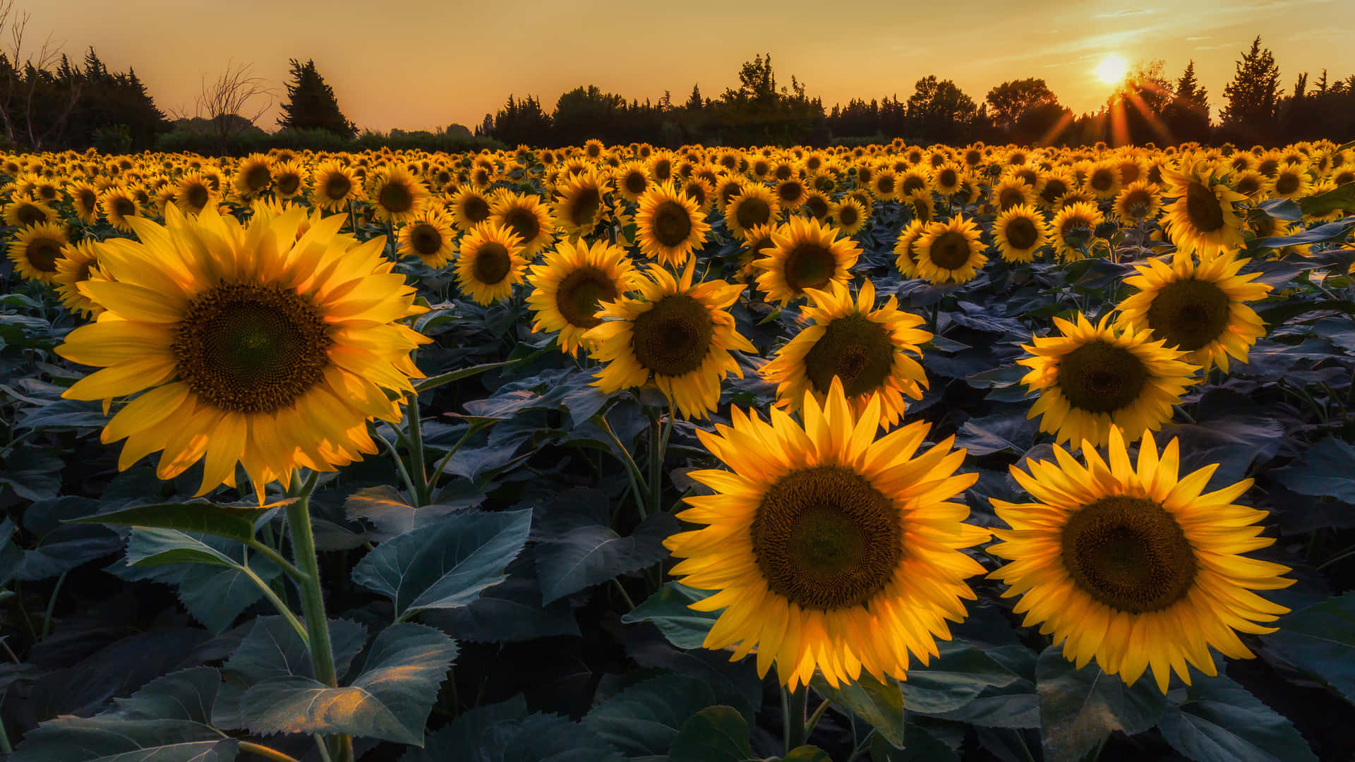 Sunflowers 桌布 壁紙 — 一片金色的向日葵田沐浴在溫暖的夕陽光中，遠處樹木呈現剪影。