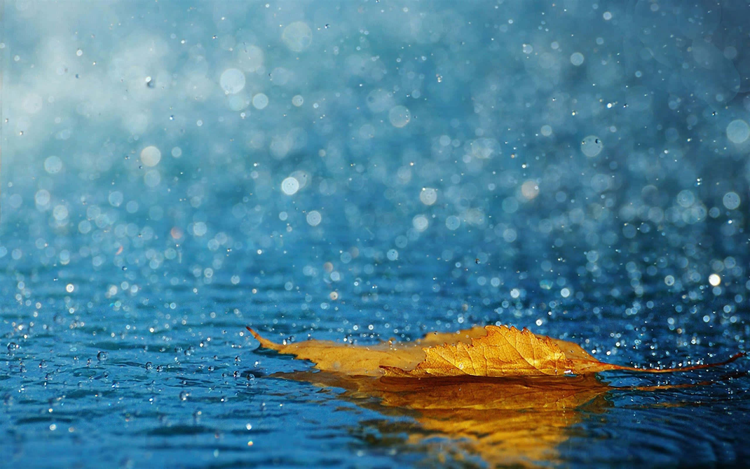 Raining 桌布 壁紙 — 一片金色葉子靜靜漂浮在漣漪的藍色水面上，雨滴在柔和的散景中四處飛濺。