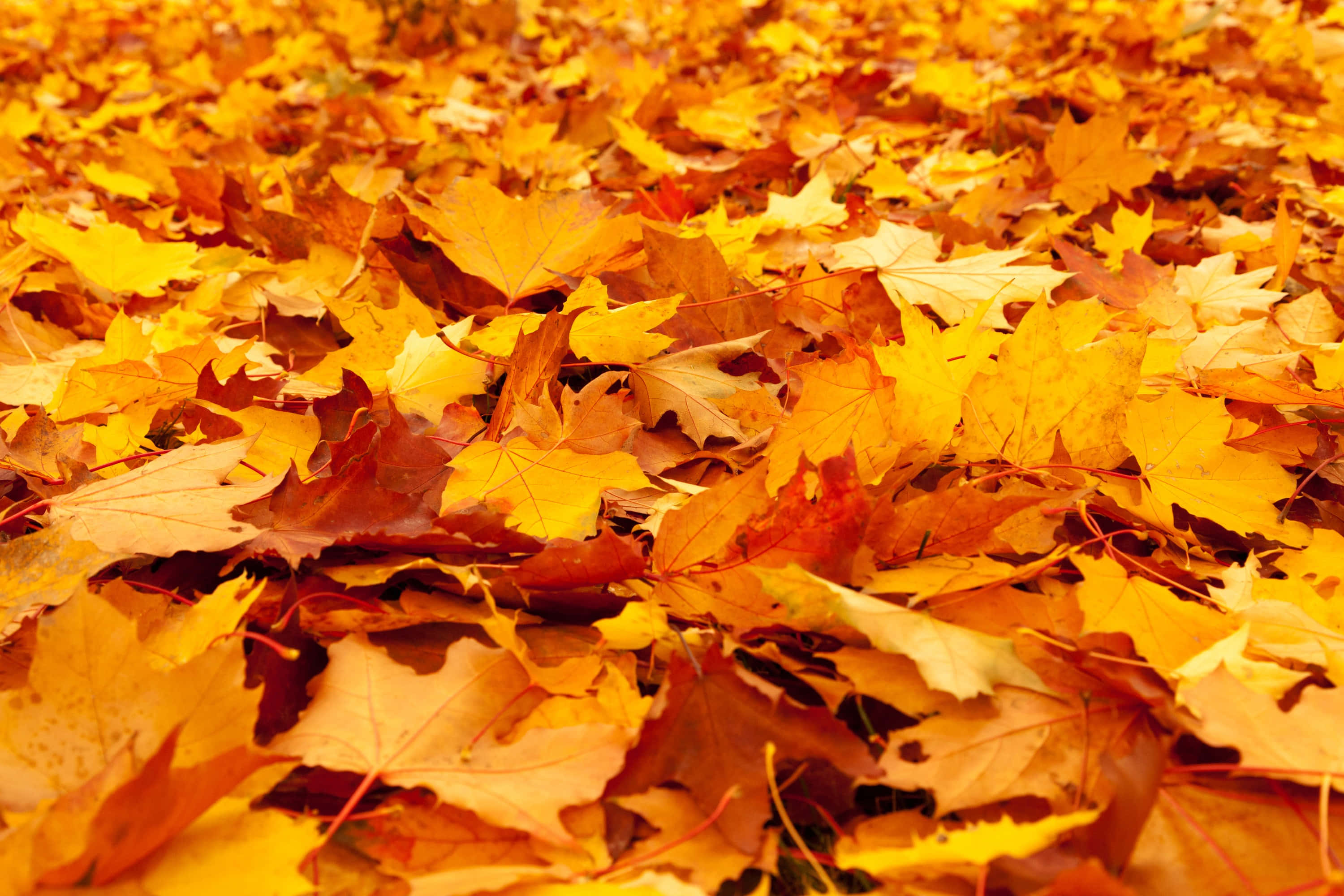 First Day Of Fall 桌布 壁紙 — 一片金黃楓葉地毯以豐富的秋色覆蓋地面。