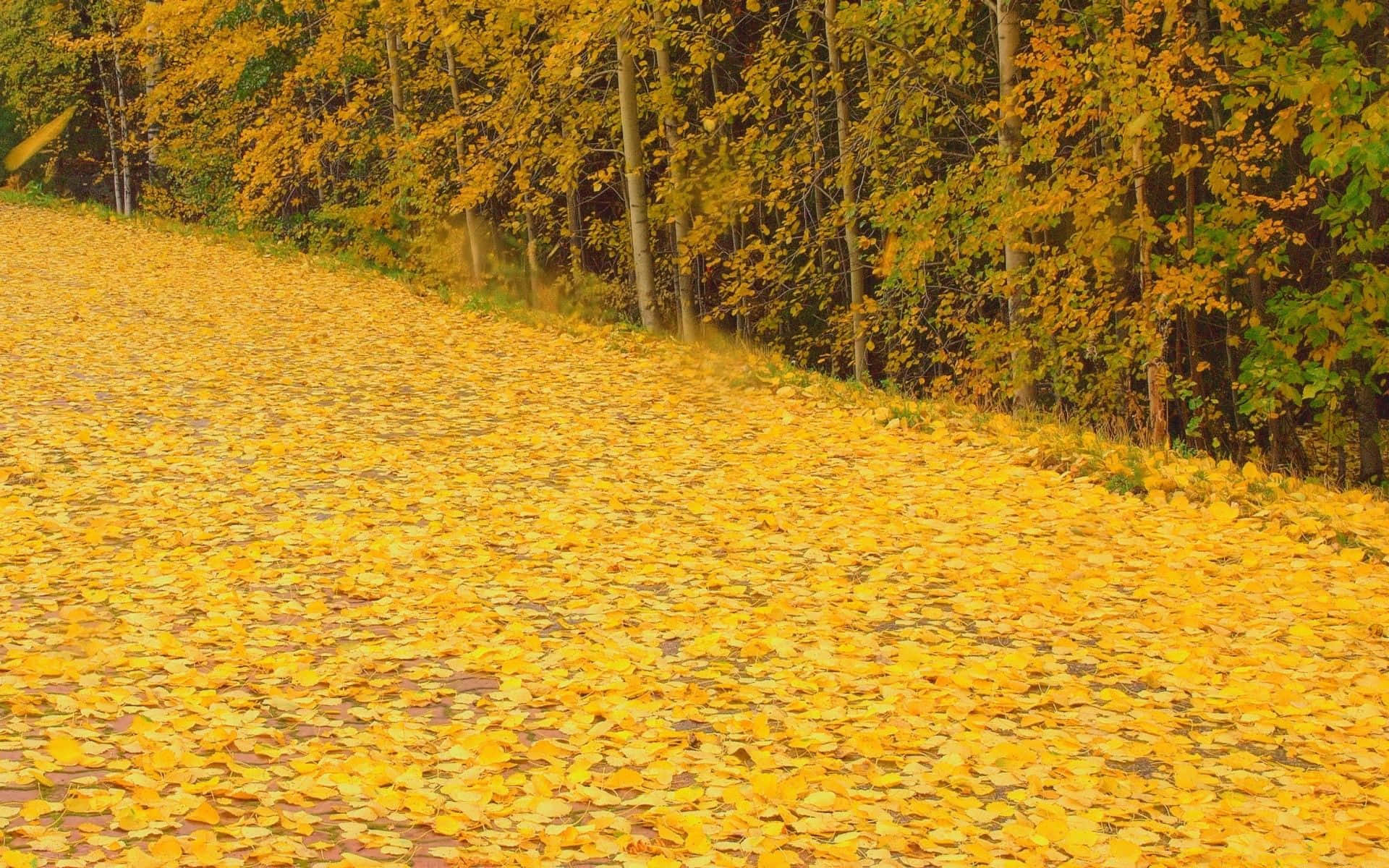 Autumn Wind 桌布 壁紙 — 一片金黃秋葉地毯覆蓋著一條傾斜的小徑，小徑兩旁是樹葉如火般金黃的樹林。
