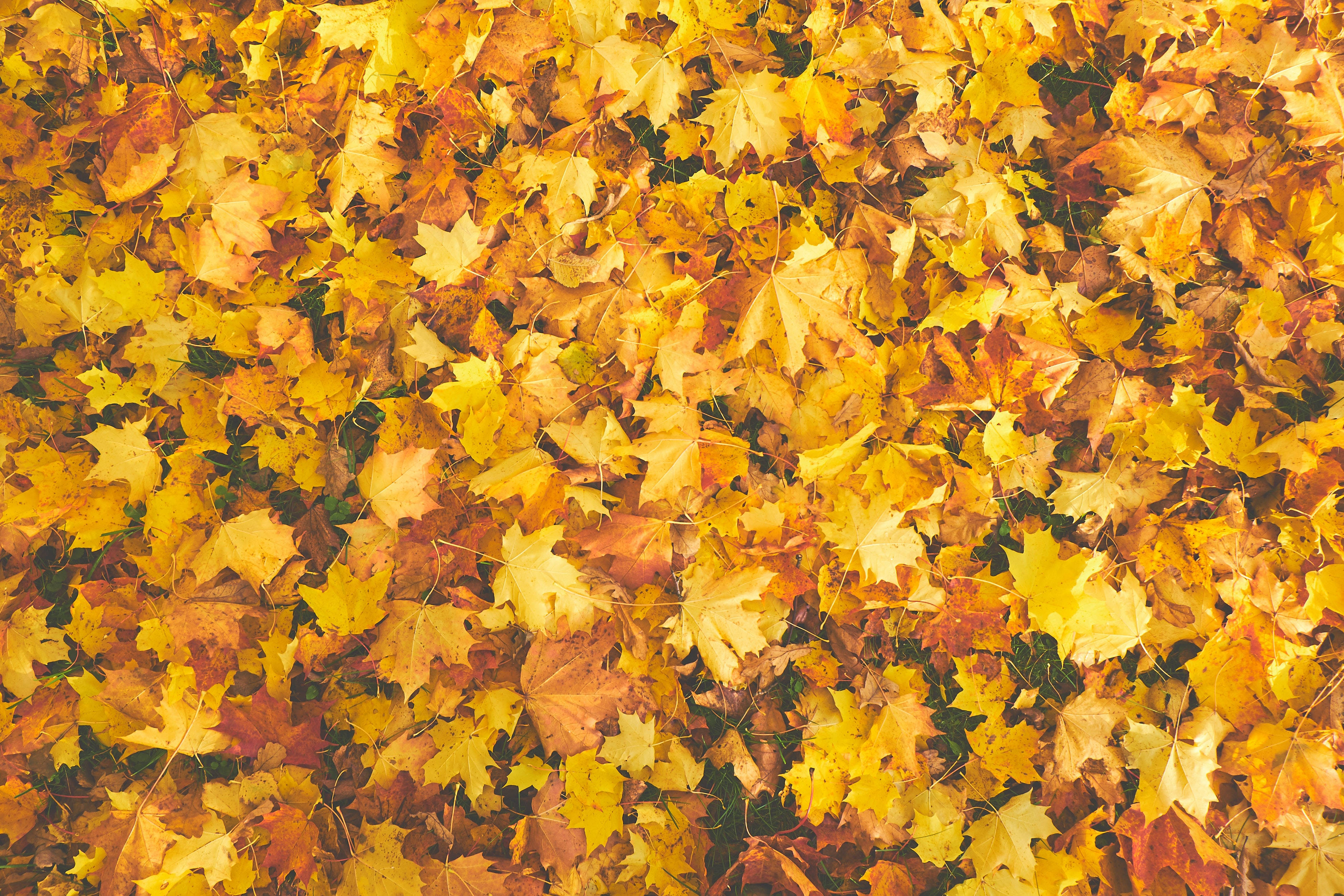 Leaves 桌布 壁紙 — 一片金黃色和橙色的楓葉厚厚地鋪在地上，在清晰的秋光中。