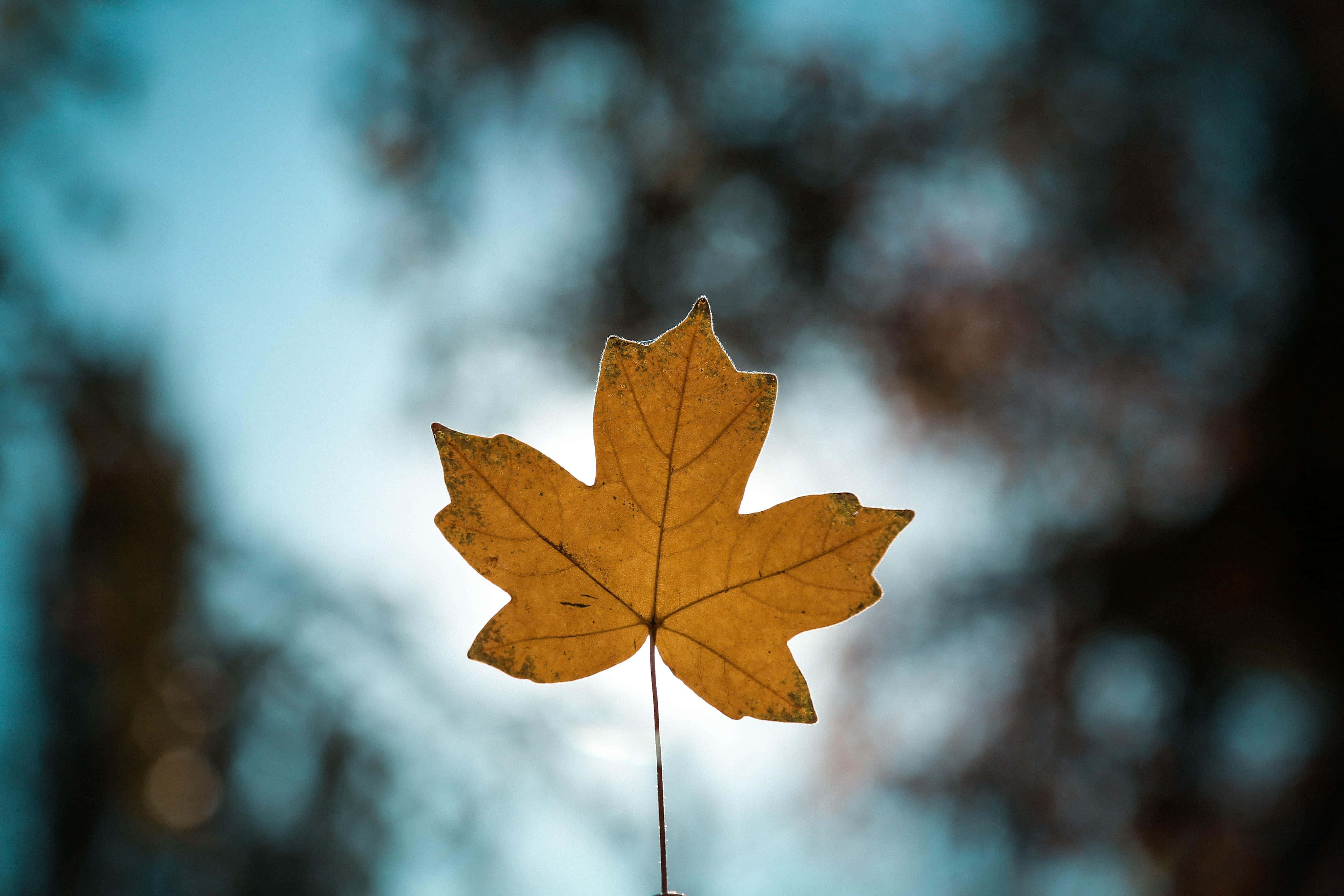 Maple Leaf 桌布 壁紙 — 一片金黃色的楓葉在柔和的藍天和模糊的樹枝背景下逆光閃耀。
