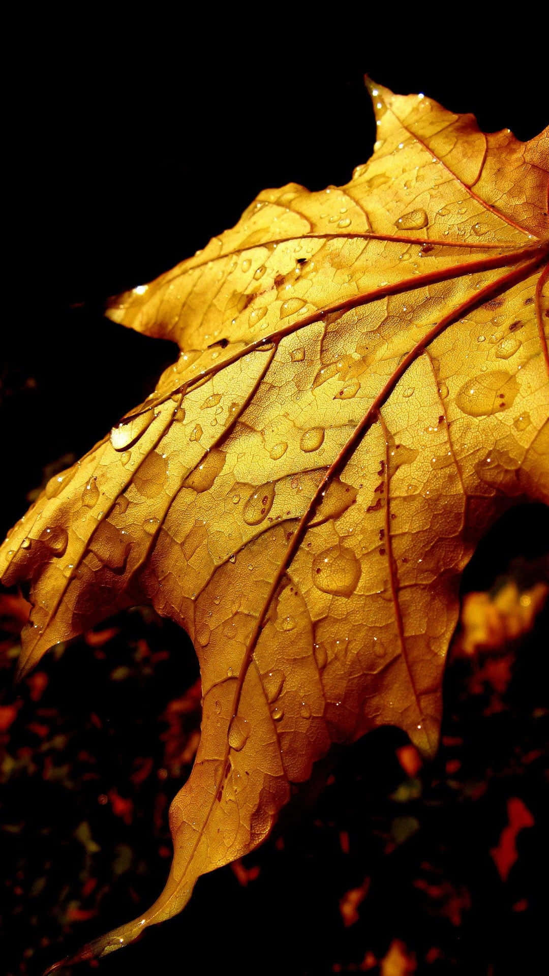Fall Dew 桌布 壁紙 — 一片金黃色的楓葉在純黑背景下閃爍著露珠，突顯出複雜的葉脈紋理和秋日的溫暖。
