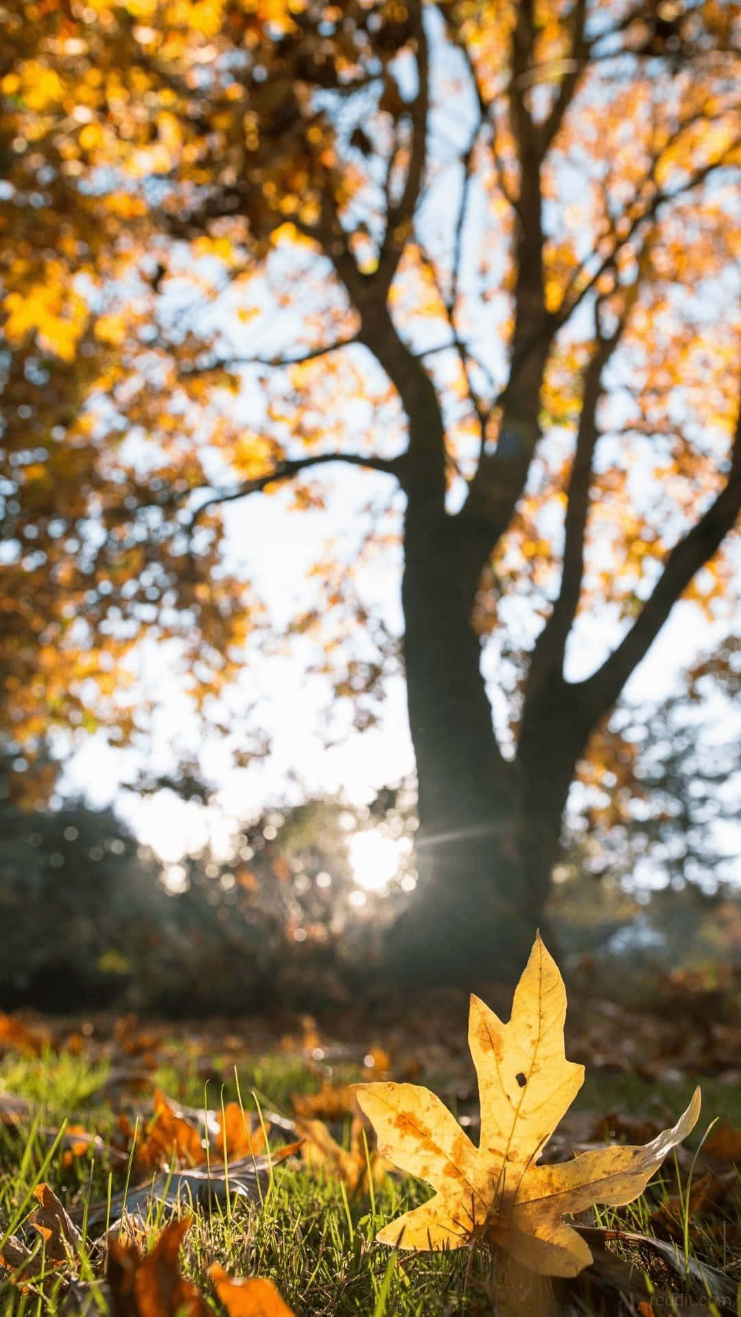 Nature Blur 桌布 壁紙 — 一片金黃色的楓葉躺在陽光普照的秋樹下的草地上，樹葉閃閃發光。