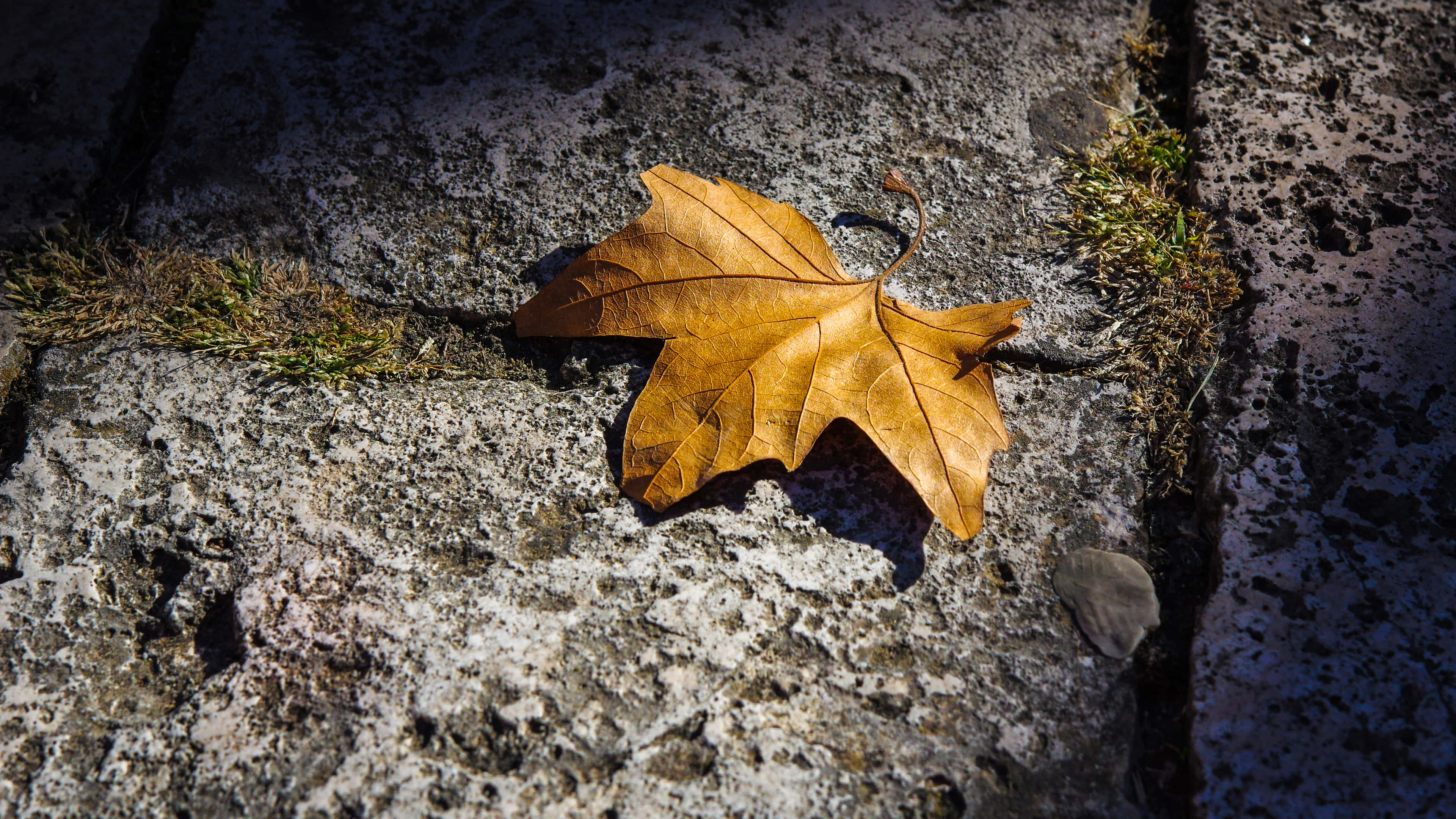 Autumn Leaf 桌布 壁紙 — 一片金黃色的楓葉躺在風化的灰色石頭上，在明亮的陽光下投下清晰的陰影。