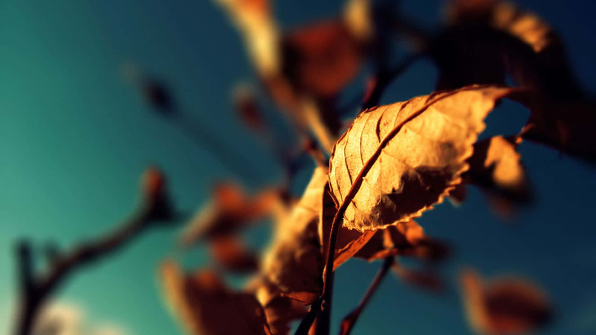Photography Desktop 桌布 壁紙 — 一片金黃色的秋葉在清涼的藍綠色天空下溫暖地發光，背景有模糊的樹枝，呈現柔和焦點。