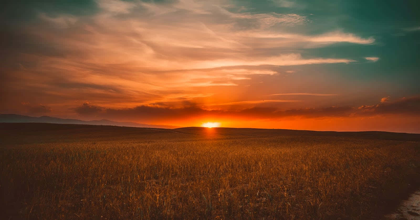 Cute Sunset 桌布 壁紙 — 一片金黃色的麥田延伸到遙遠的地平線，夕陽以火熱的橙色落下，在景觀上投下長長的陰影。
