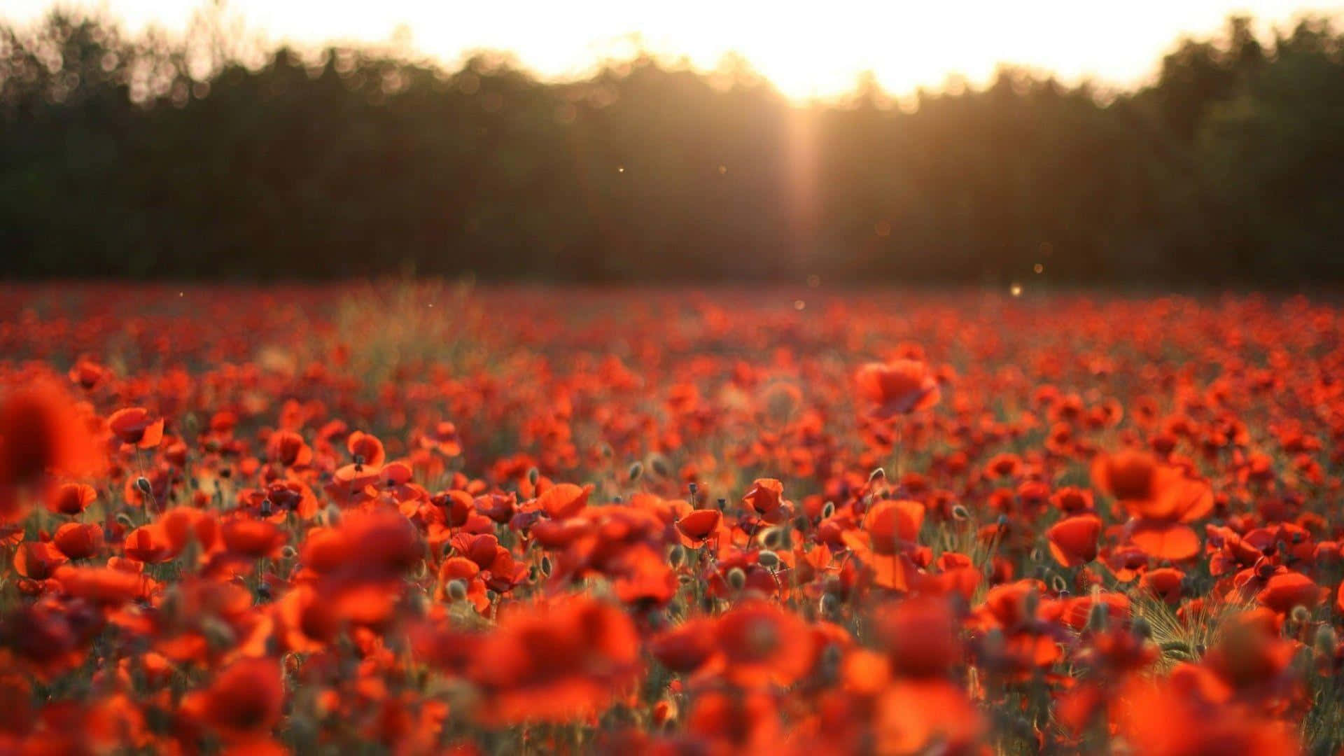 Poppy 桌布 壁紙 — 一片陽光明媚、充滿活力的紅色罌粟花田，在金色逆光中向著黑暗的樹線延伸。