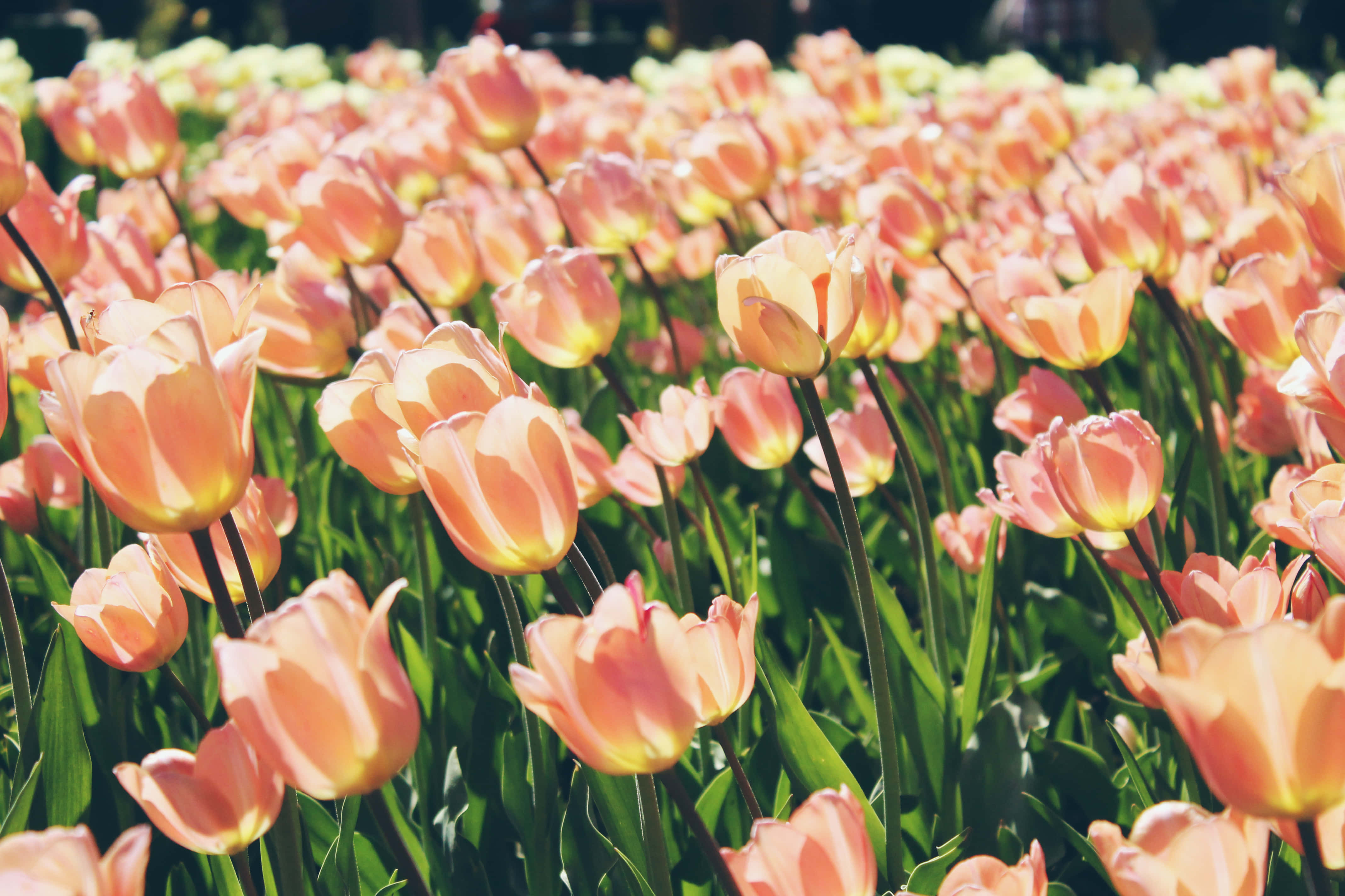 Flowers 桌布 壁紙 — 一片陽光明媚的田野，桃色和黃色鬱金香在柔和焦點中輕輕搖曳，帶有充滿活力的綠色莖幹。