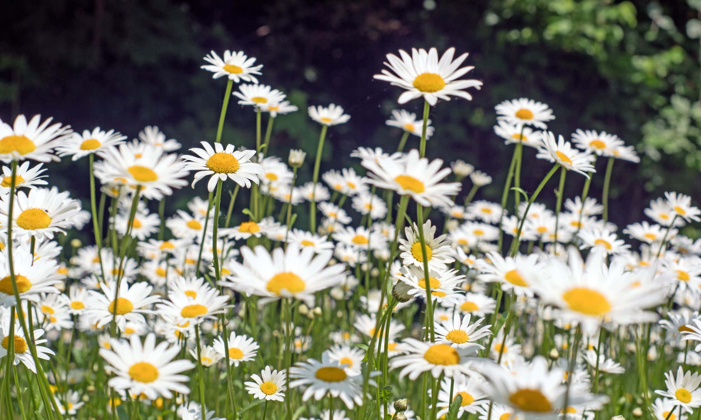 Daisy 桌布 壁紙 — 一片陽光明媚的白色雛菊田，帶有明亮的黃色花心，在柔焦中輕輕搖曳，背景是深綠色的森林。