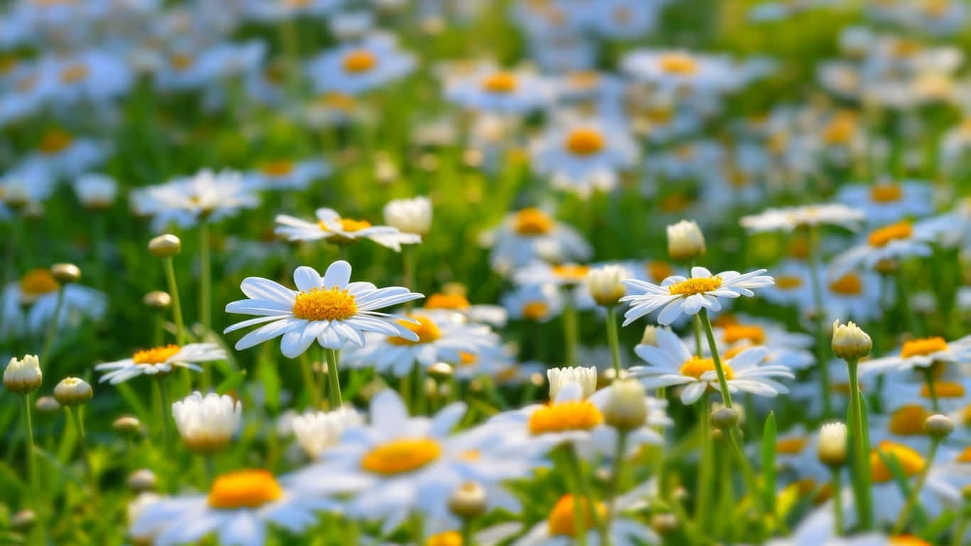 1366x768 Daisies 桌布 壁紙 — 一片陽光明媚的白色雛菊田，黃色花心在明亮的日光下於翠綠的草地上輕輕搖曳。