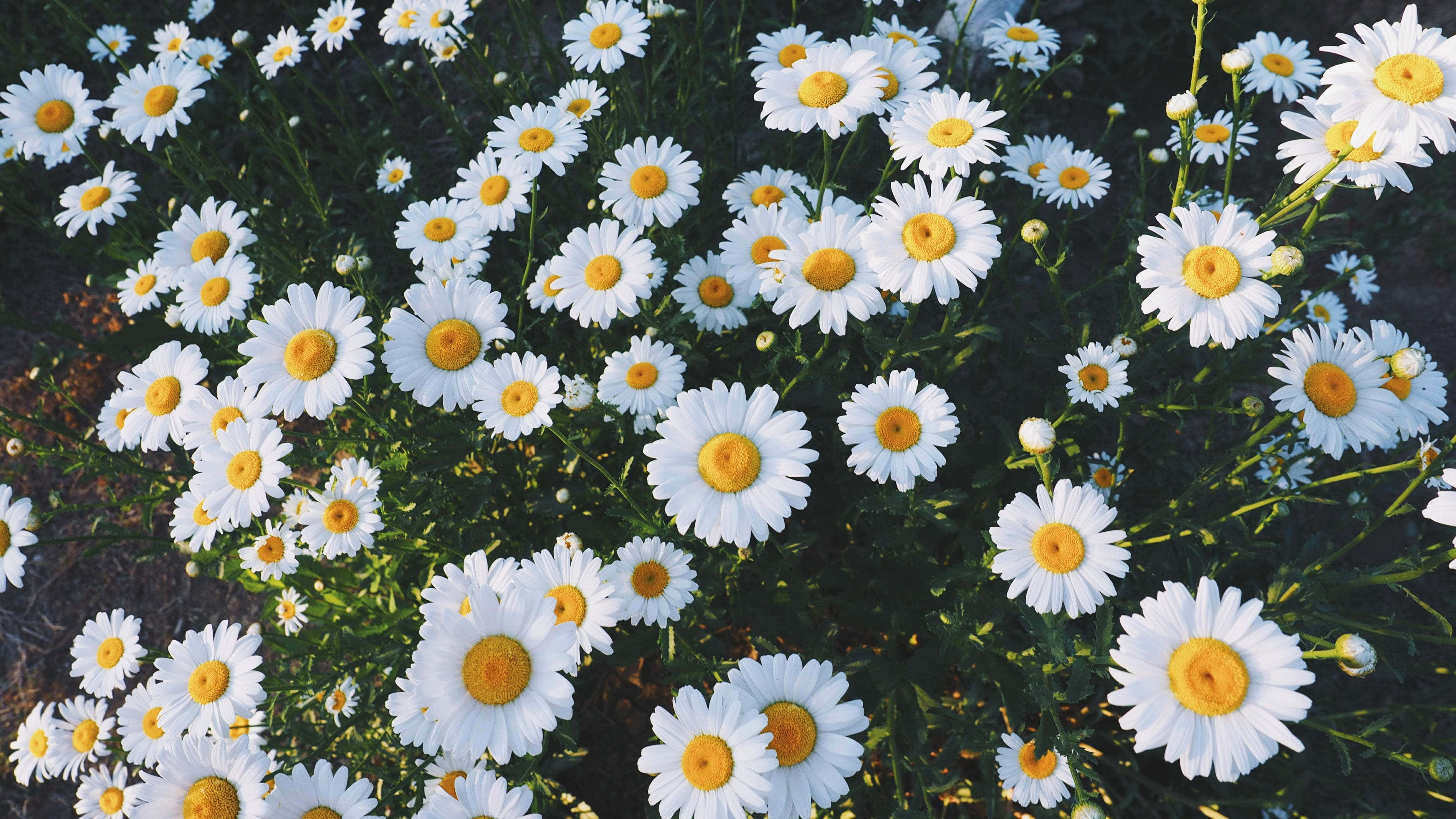 Flowers 桌布 壁紙 — 一片陽光普照的白色雛菊田，帶有明亮的黃色花心，在自然光中輕輕搖曳。