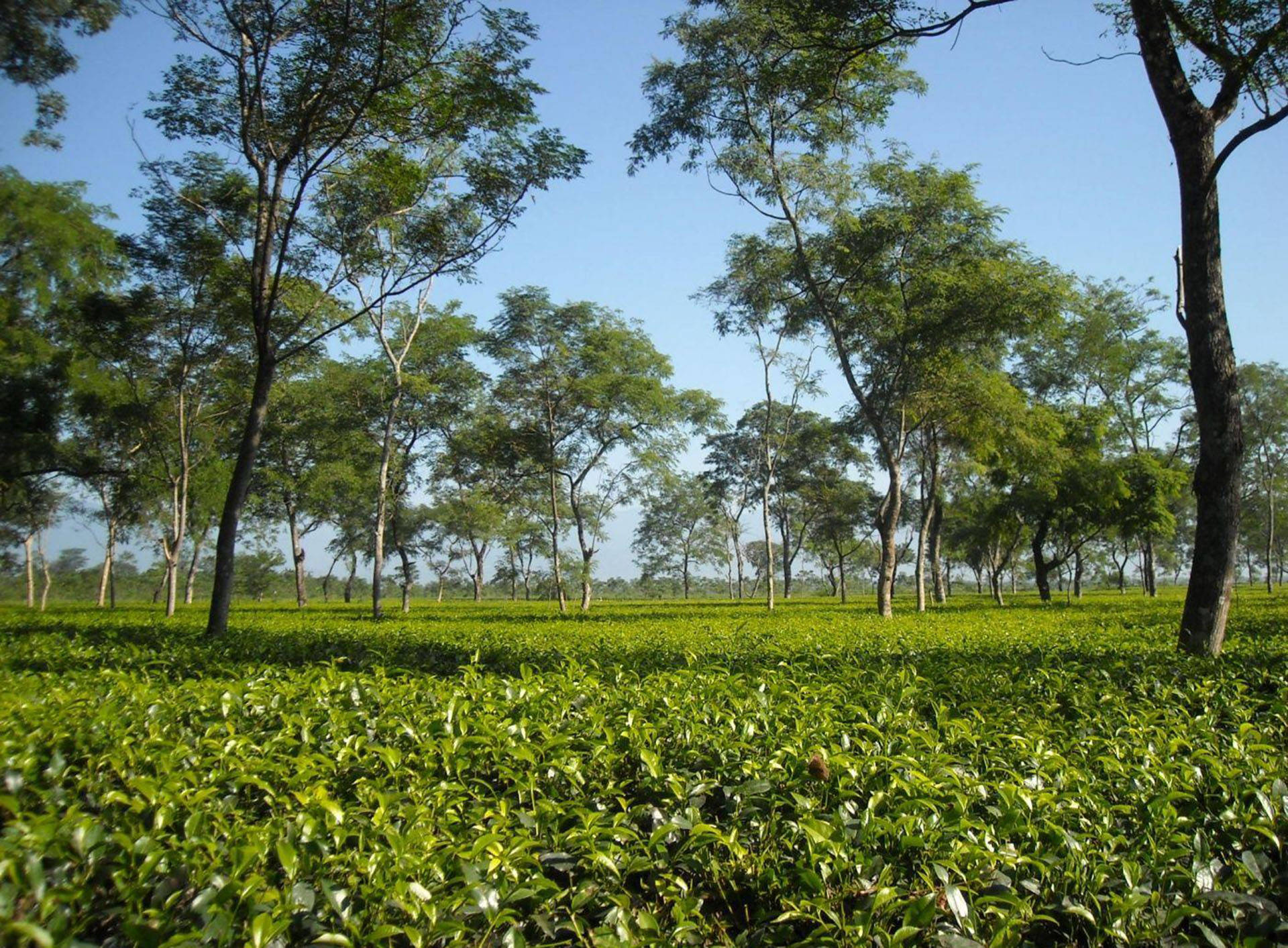 茶園 桌布 壁紙 — 一片陽光普照的茶園在清澈的藍天下延伸，散落的樹木在翠綠的灌木叢上投下斑駁的陰影。