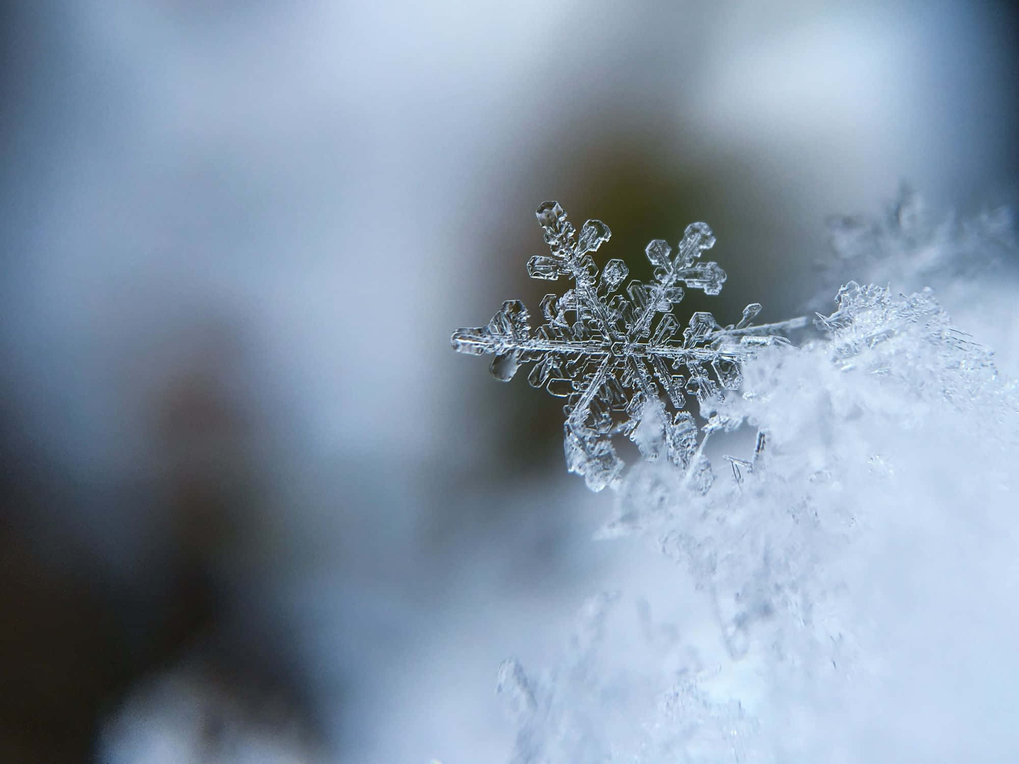 一片雪花落在雪地上 壁紙