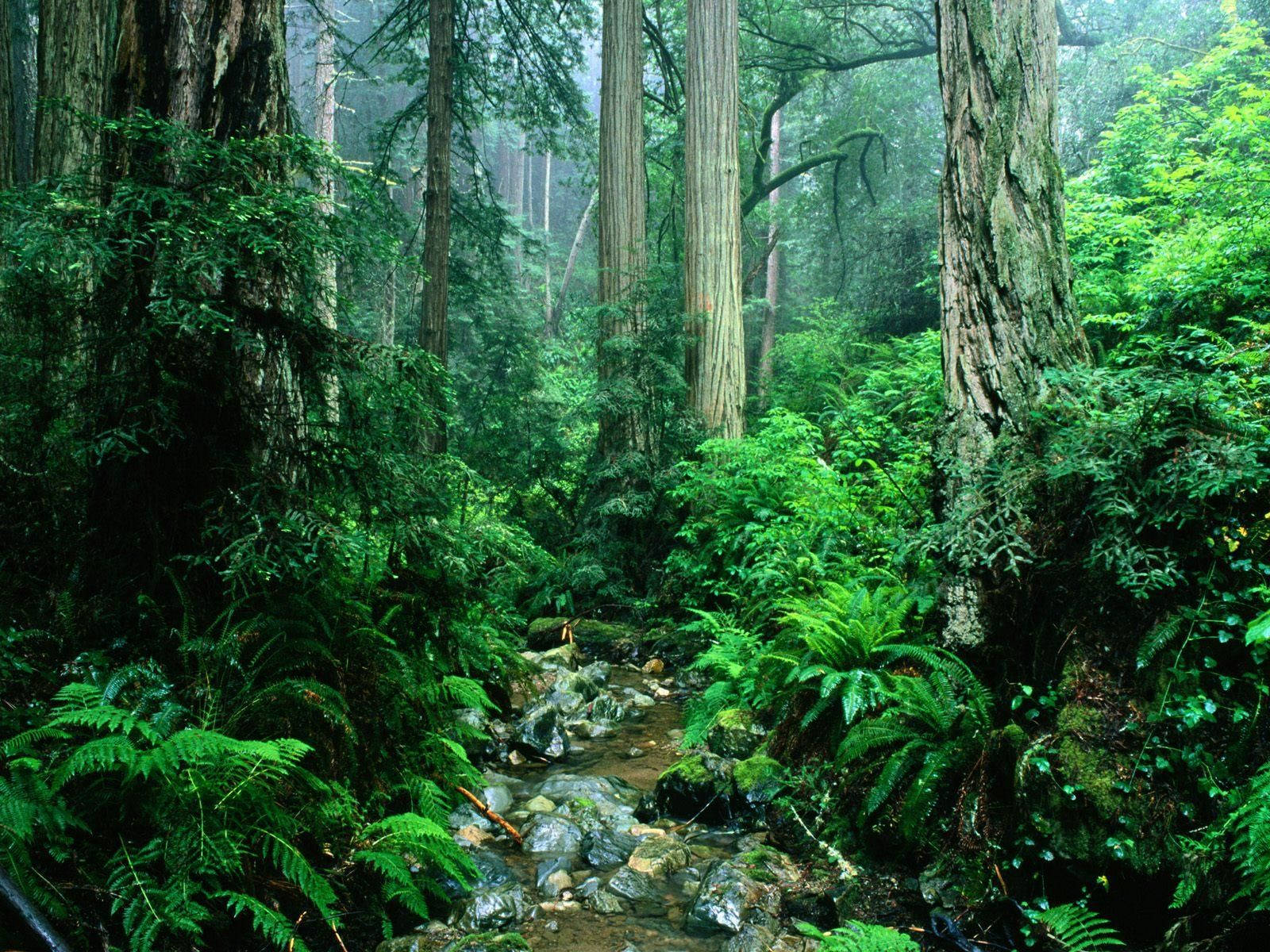 Amazonas 桌布 壁紙 — 一片霧氣瀰漫的森林，高聳的紅杉和一條岩石溪流蜿蜒穿過茂密的綠色蕨類植物和苔蘚。