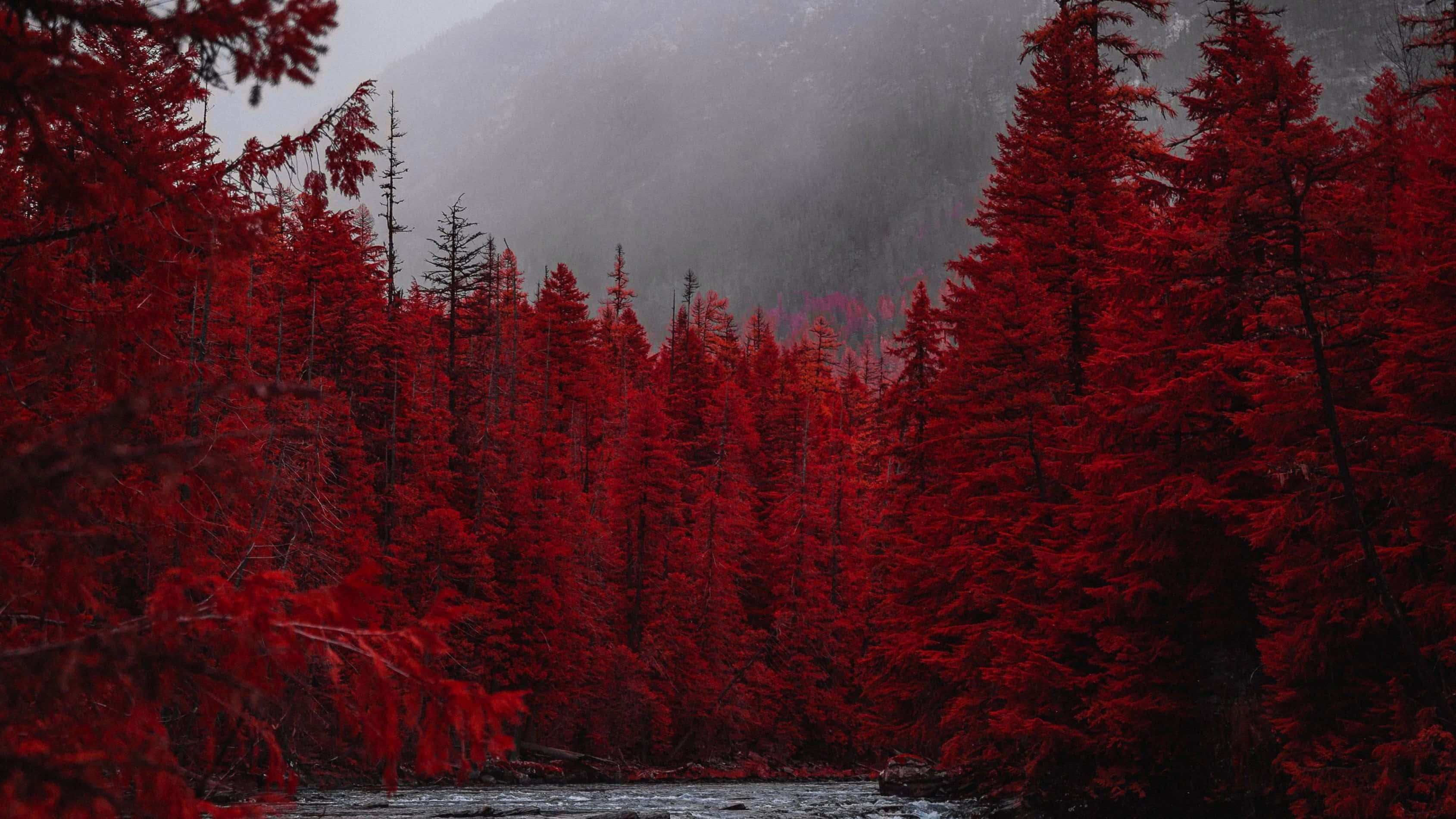 trees 桌布 壁紙 — 一片霧氣瀰漫的鮮紅松樹林，框住了一條流經山谷的黑暗河流。