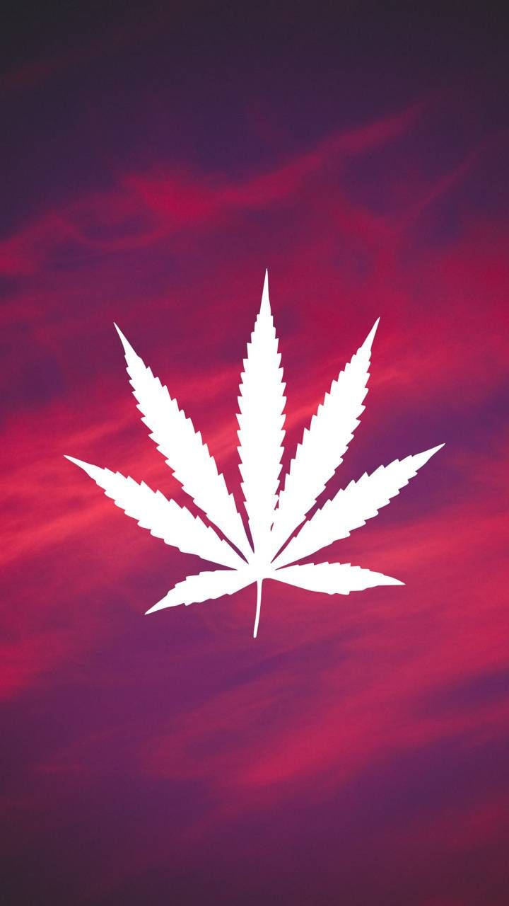 雲朵 桌布 壁紙 — 一片鮮明的白色大麻葉剪影，漂浮在戲劇性的紅紫色暮色天空中。