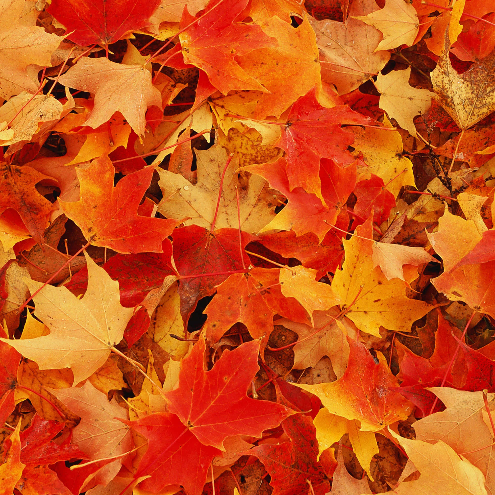 Leaves 桌布 壁紙 — 一片鮮紅、橙黃色的楓葉密集地散落在秋天的地面上，形成厚厚的地毯。
