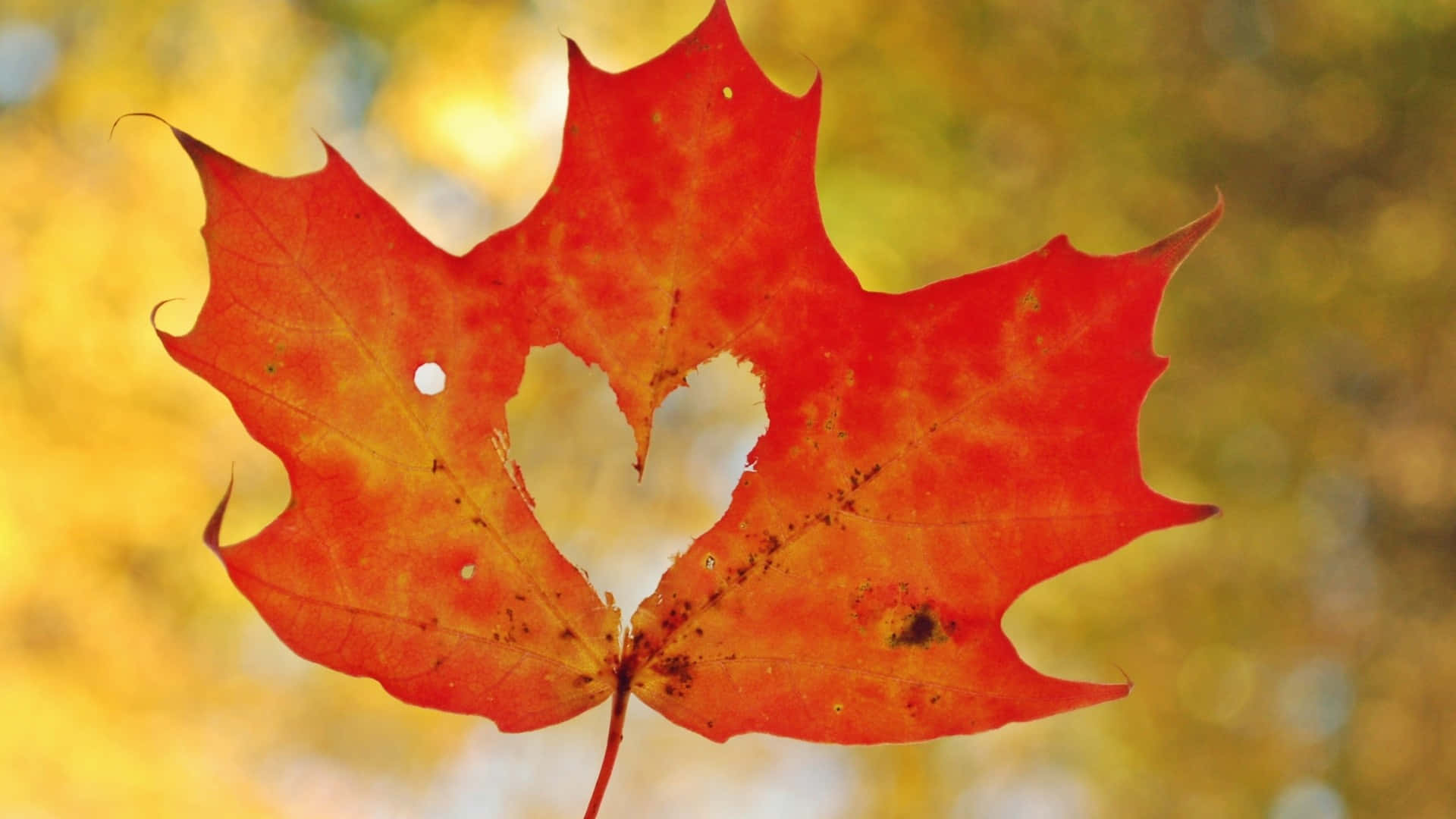Maple Leaf 桌布 壁紙 — 一片鮮紅的楓葉，帶有心形孔洞，在金黃模糊的秋日背景下閃耀。