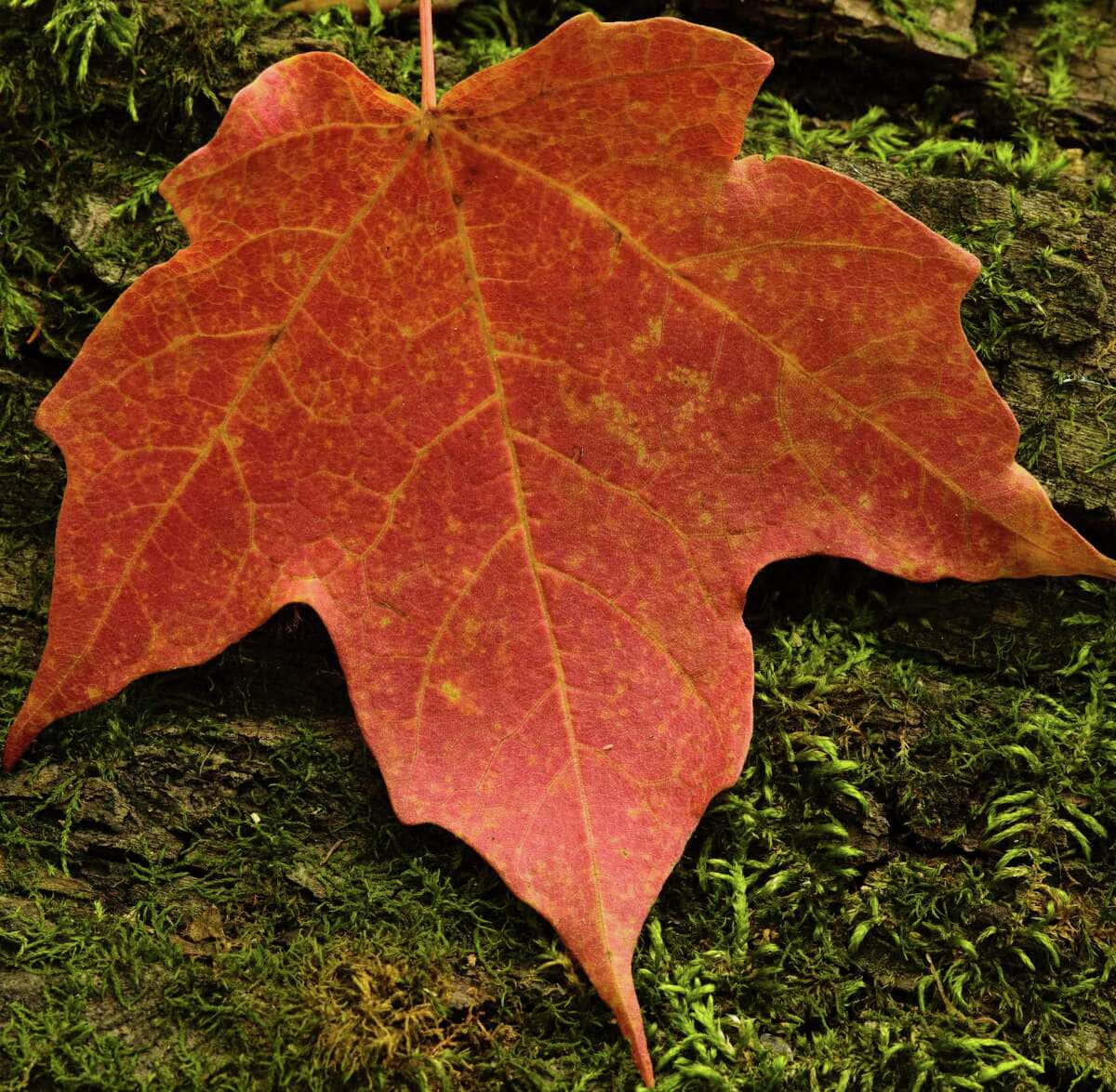 Maple Leaf 桌布 壁紙 — 一片鮮紅的楓葉，帶有複雜的葉脈，躺在茂密的綠色苔蘚床上，背景是紋理清晰的樹皮。