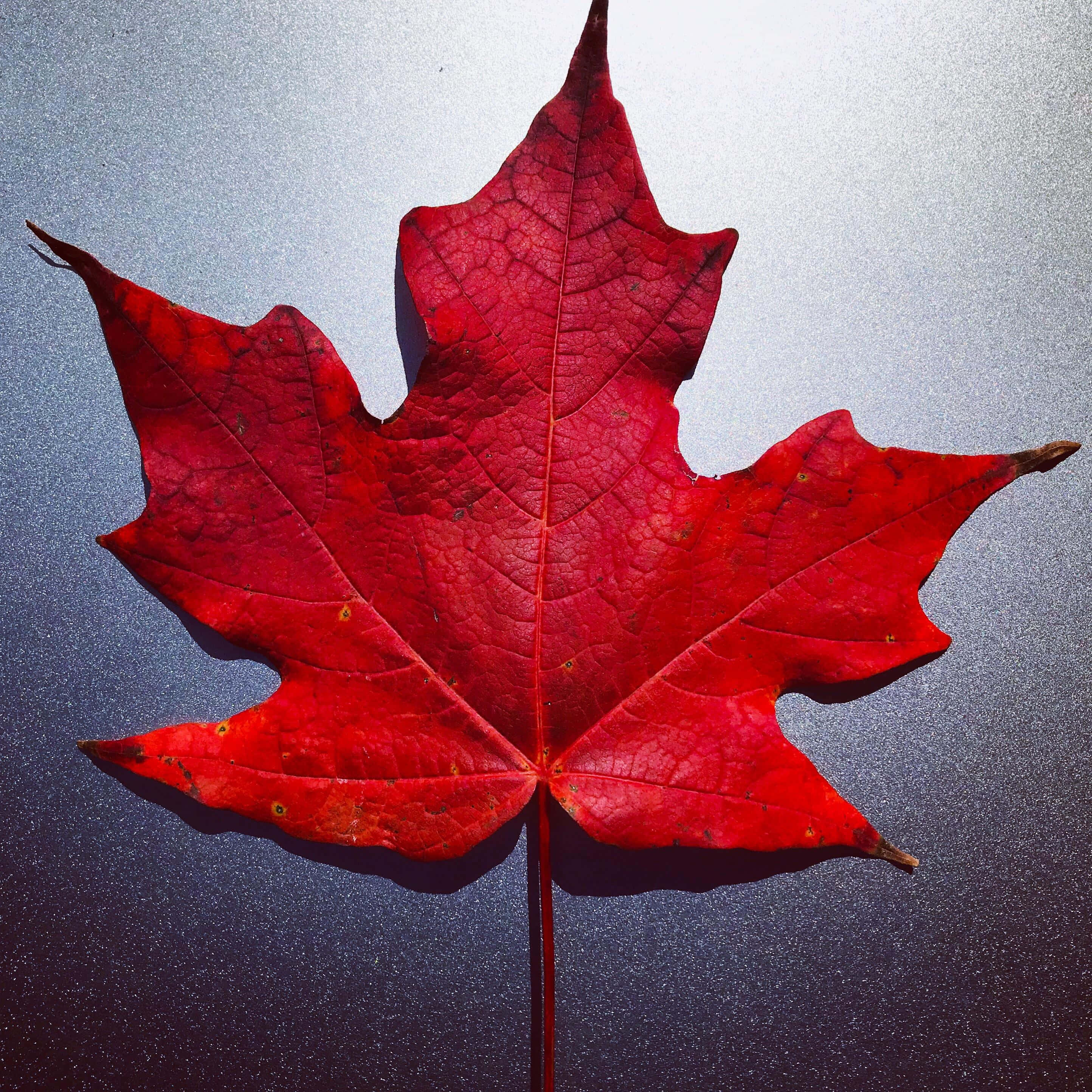 Maple Leaf 桌布 壁紙 — 一片鮮紅的楓葉，帶有複雜的葉脈和細微的瑕疵，放置在帶有紋理的漸變背景上。