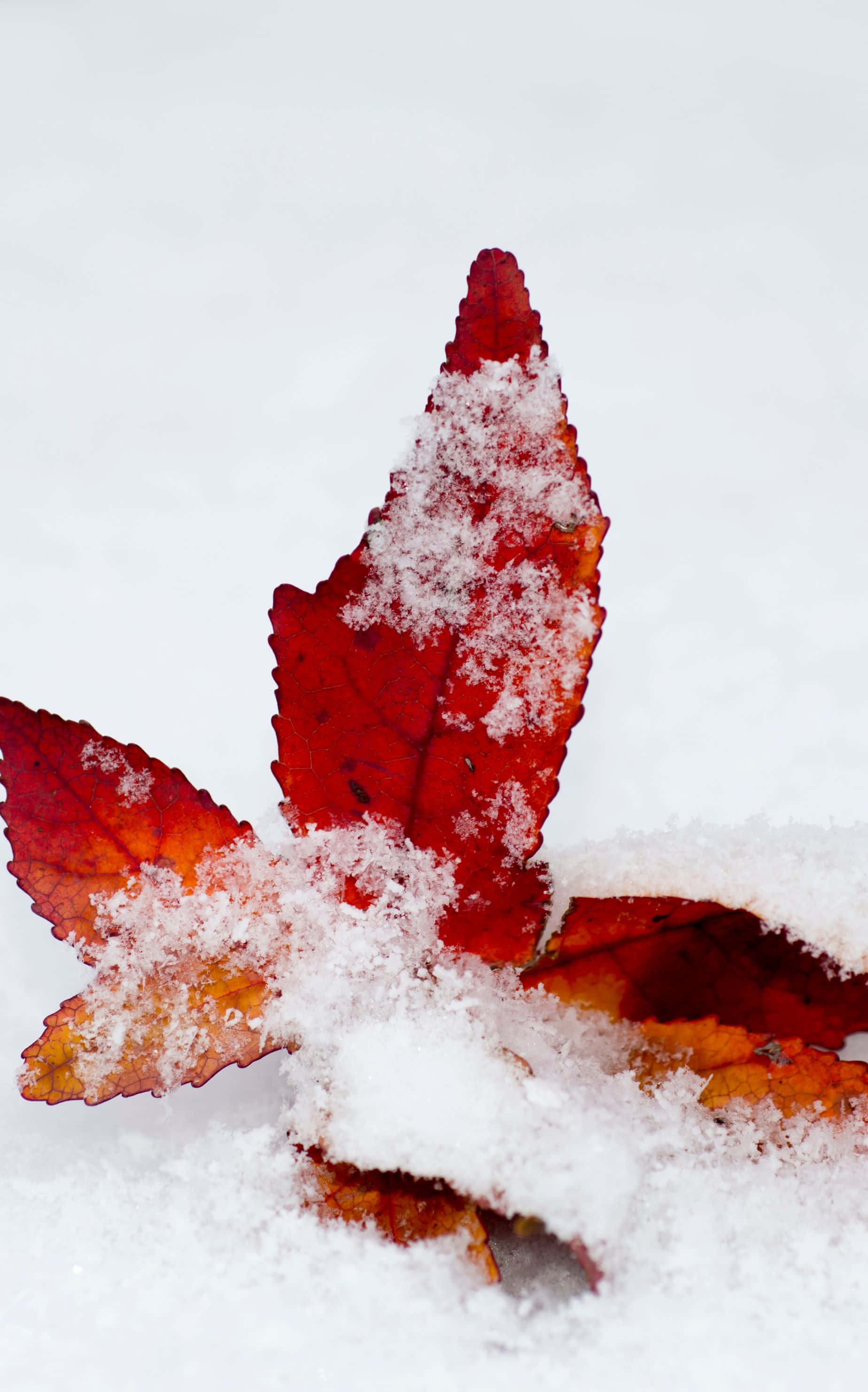 1848x2960 桌布 壁紙 — 一片鮮紅的楓葉上灑滿了新雪，靜靜地躺在純白的雪景背景上。