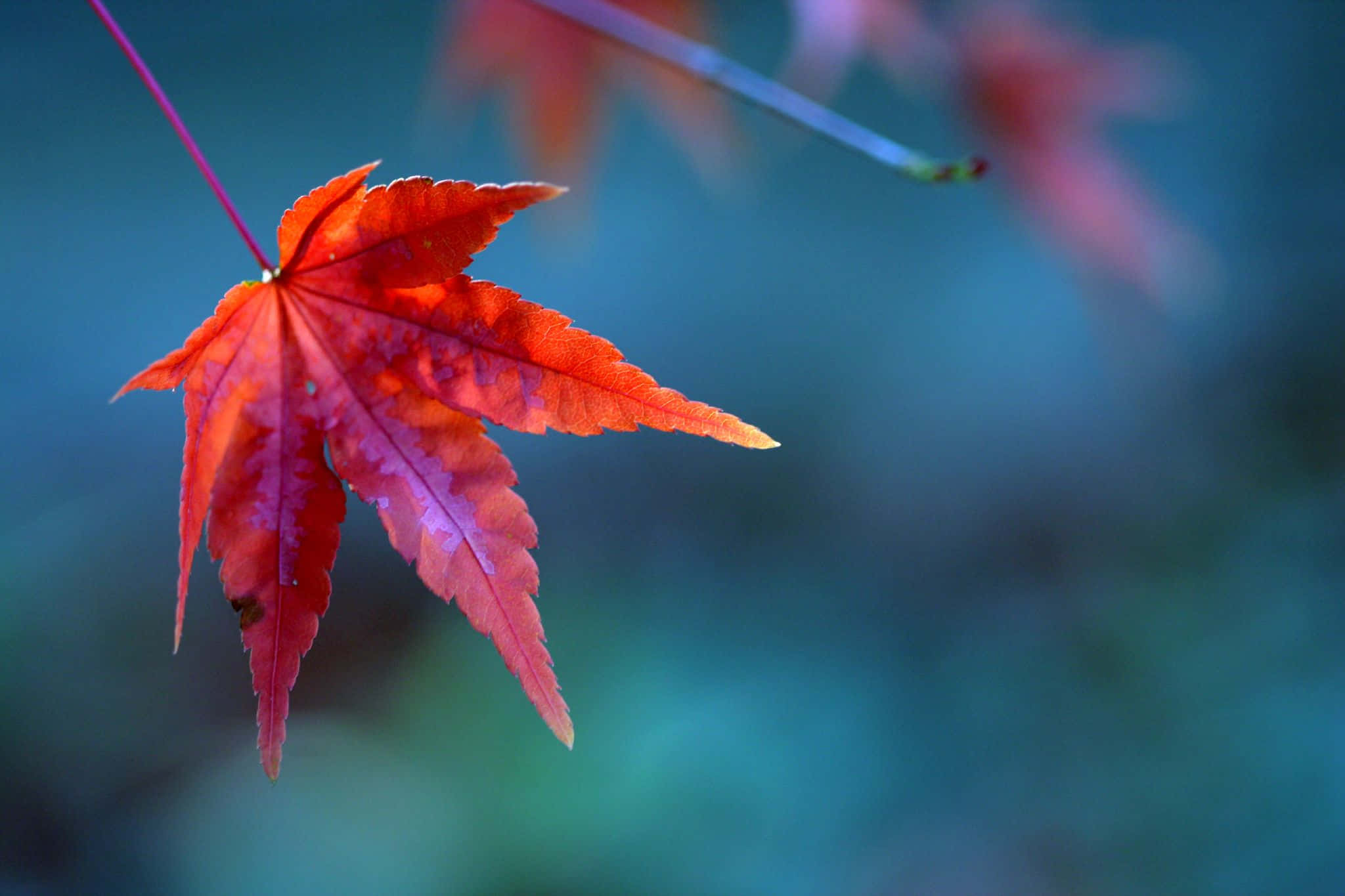 Maple Leaf 桌布 壁紙 — 一片鮮紅的楓葉優雅地懸掛在柔和的藍綠色模糊背景上。