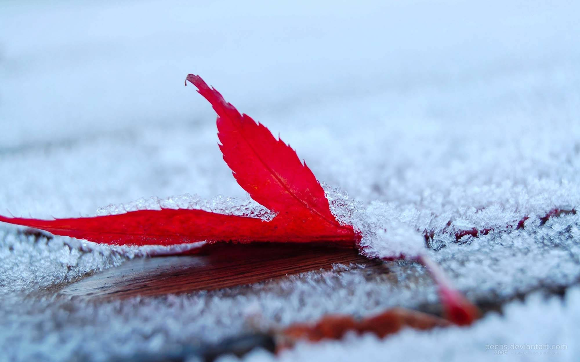 Cold 桌布 壁紙 — 一片鮮紅的楓葉在冬日清澈光線中，輕輕地躺在灑滿雪花的木質表面上。