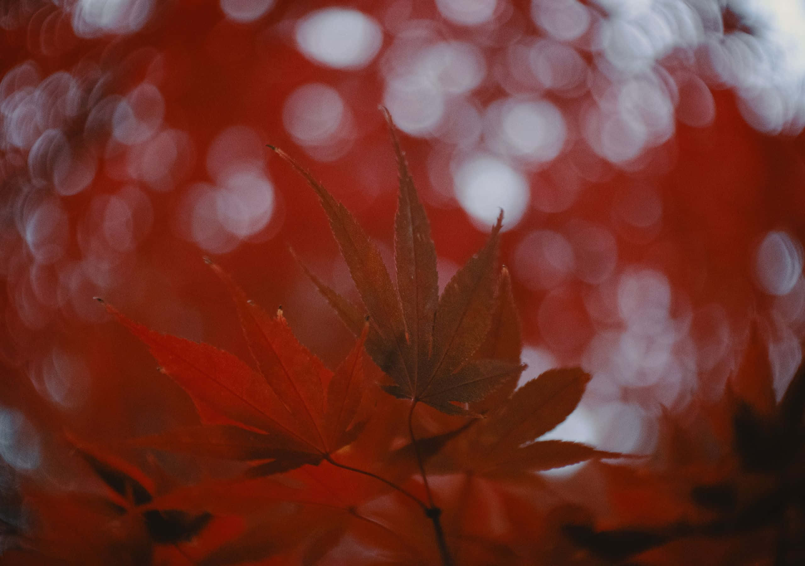 2560x1800 桌布 壁紙 — 一片鮮紅的楓葉在夢幻般的散景背景下清晰對焦，背景是發光的紅色和白色圓圈。