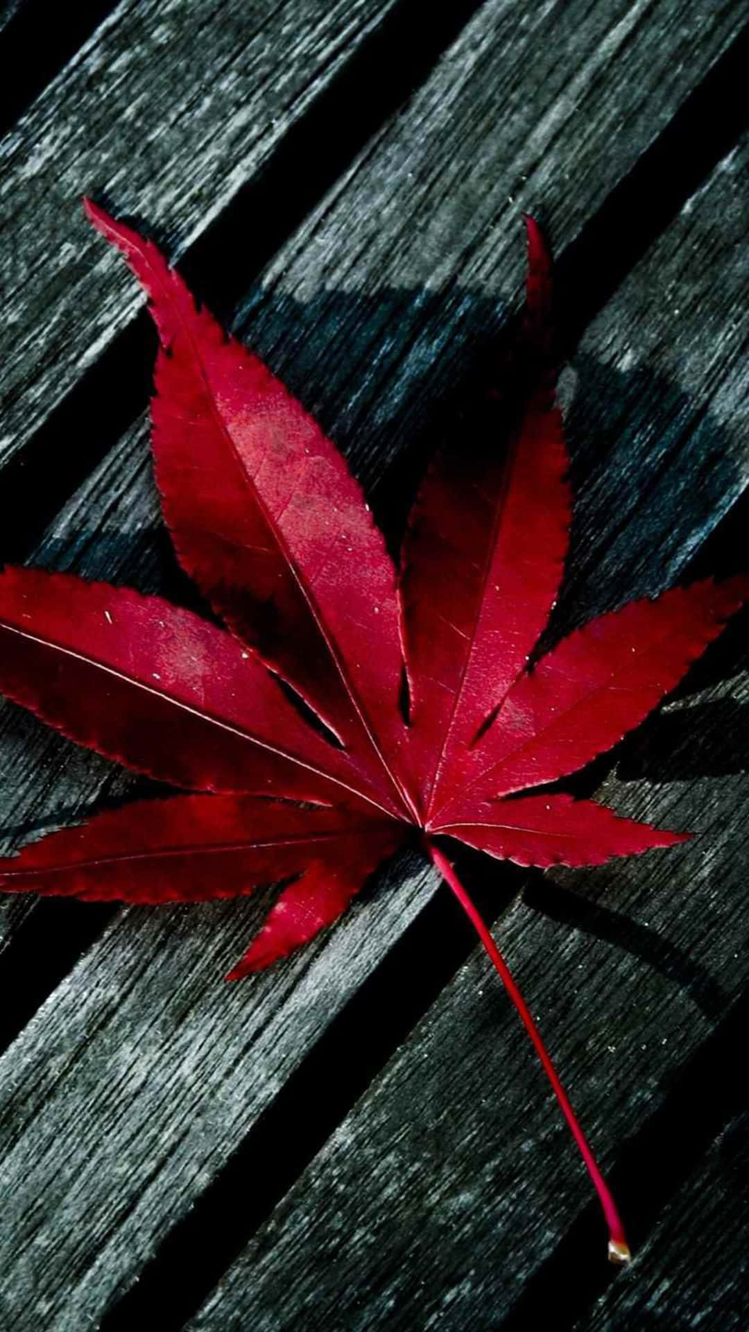 Red Abstract 桌布 壁紙 — 一片鮮紅的楓葉在戲劇性的燈光下，安放在深色風化的木板上。