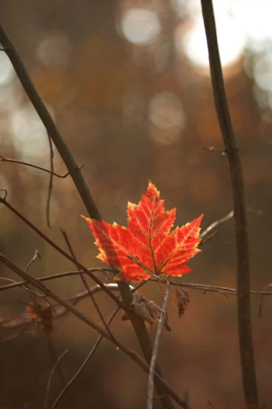 Maple Leaf 桌布 壁紙 — 一片鮮紅的楓葉在柔和模糊的秋日森林背景下閃耀。