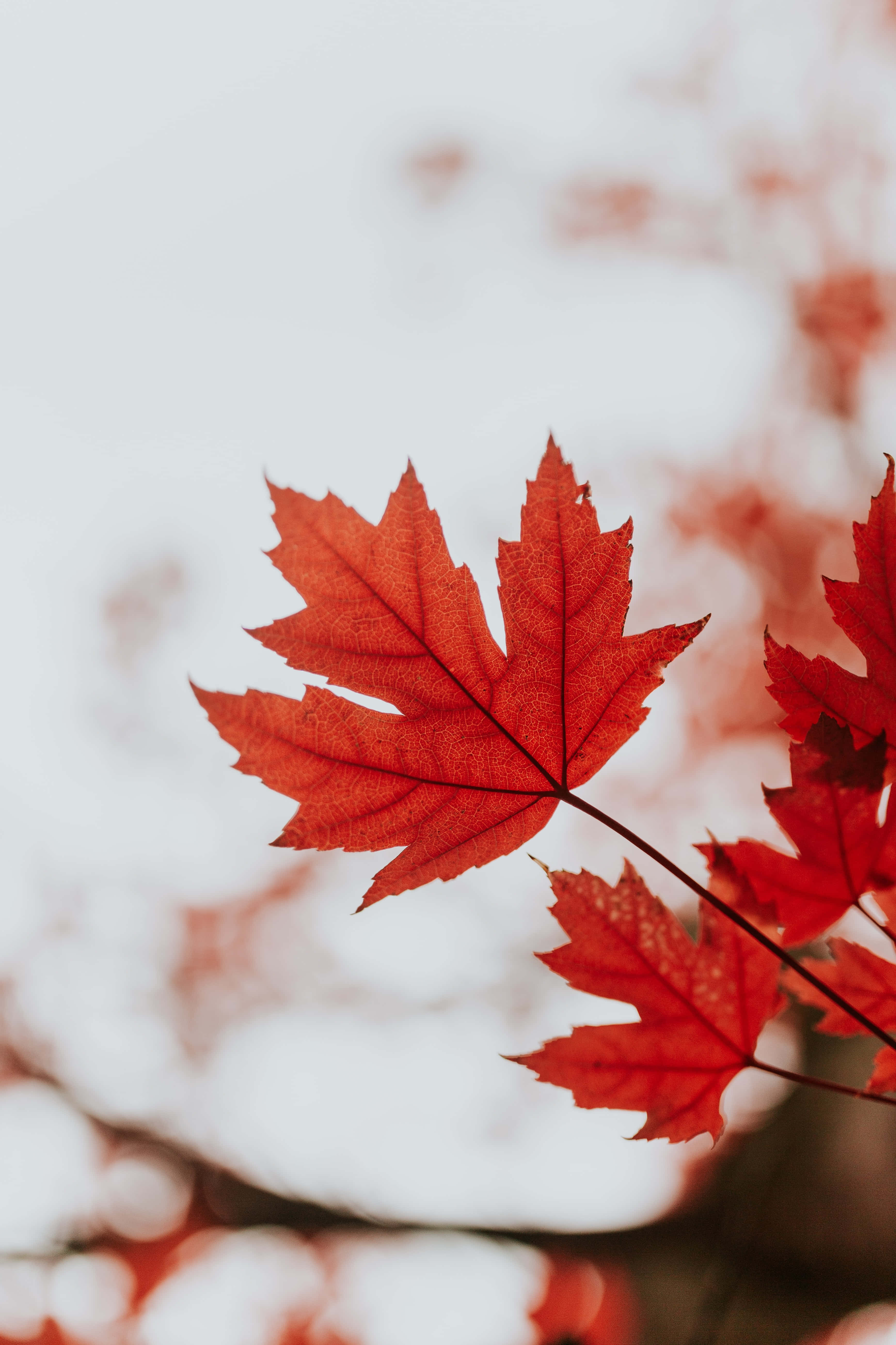 秋季 桌布 壁紙 — 一片鮮紅的楓葉在柔和的白色散景背景上清晰對焦。