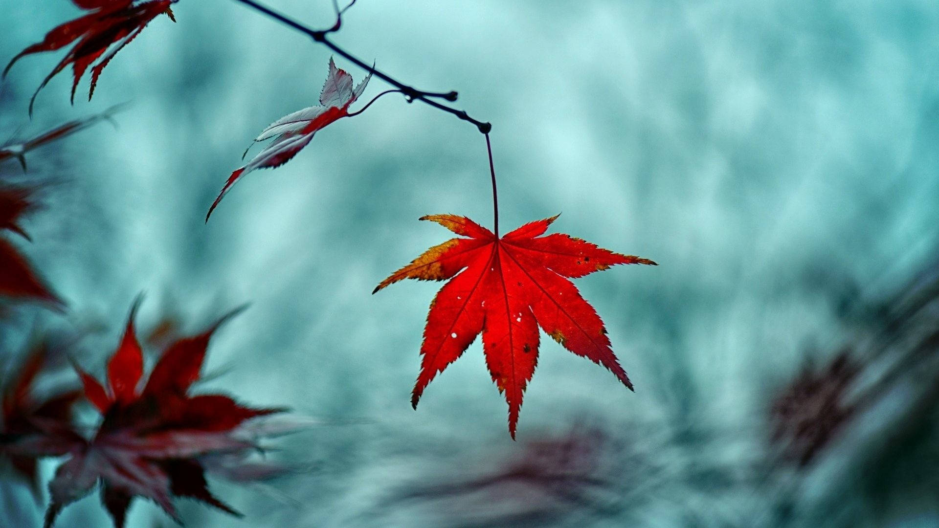 秋季桌面 桌布 壁紙 — 一片鮮紅的楓葉在模糊的碧綠色水背景上優雅地懸掛著。