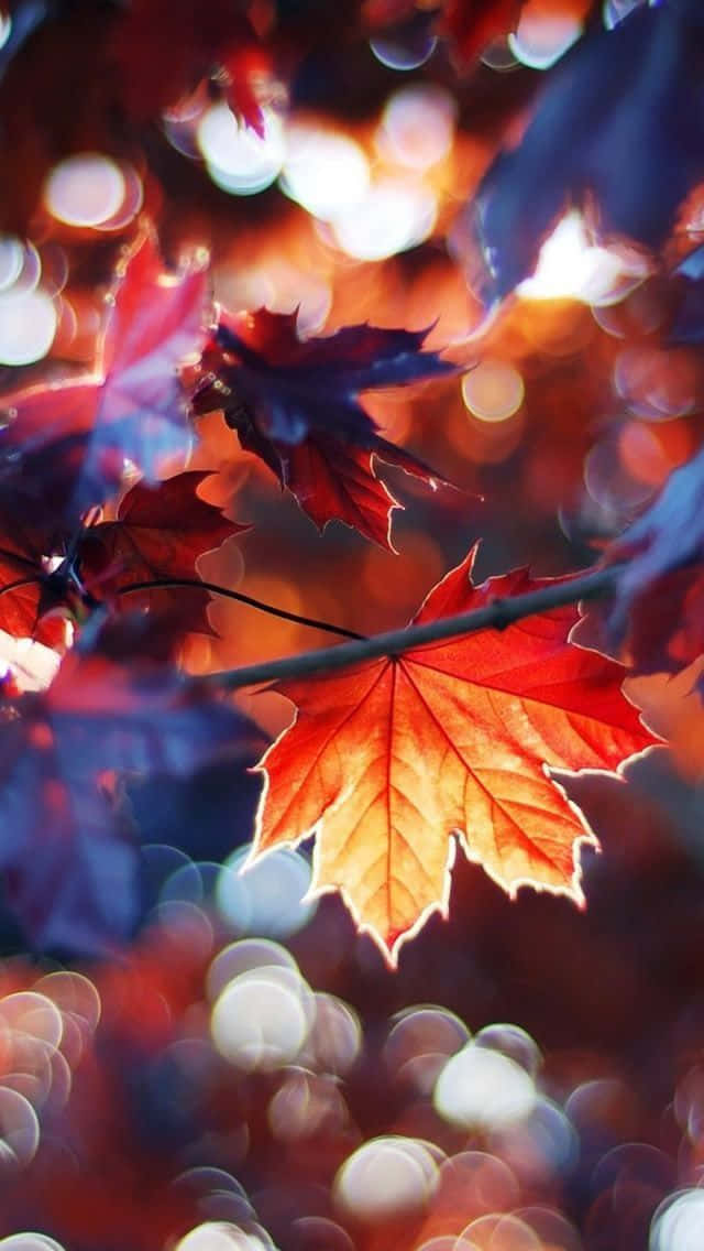 Beautiful Autumn 桌布 壁紙 — 一片鮮紅的楓葉在溫暖燈光和秋日色調的散景背景下閃耀。