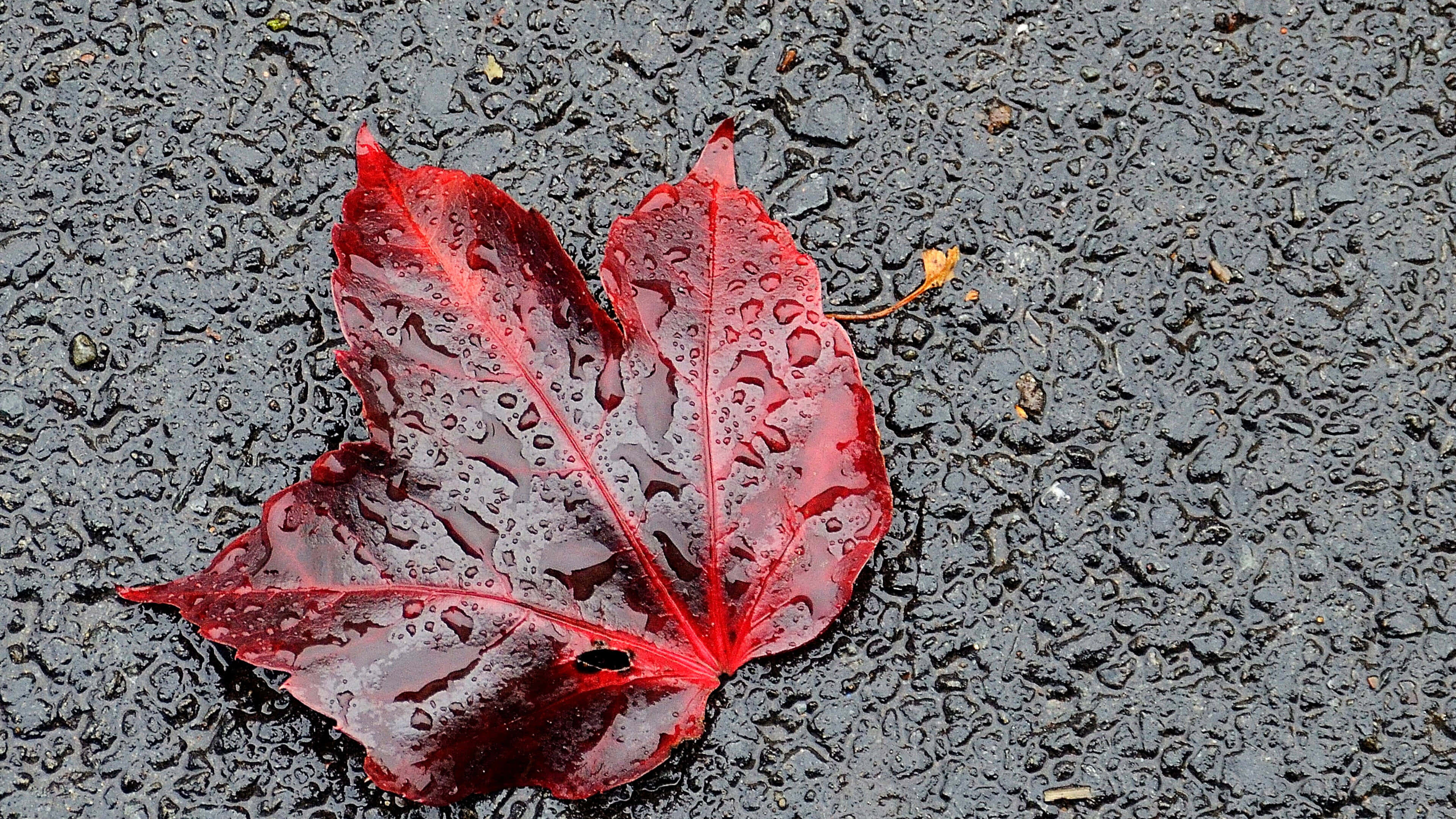 Fall Dew 桌布 壁紙 — 一片鮮紅的楓葉在潮濕的深色瀝青表面上閃爍著雨滴。