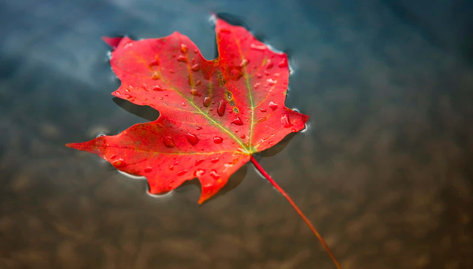 Maple Leaf 桌布 壁紙 — 一片鮮紅的楓葉帶著露珠，靜靜地漂浮在平靜、深暗的水面上，水面反射著柔和的光線。