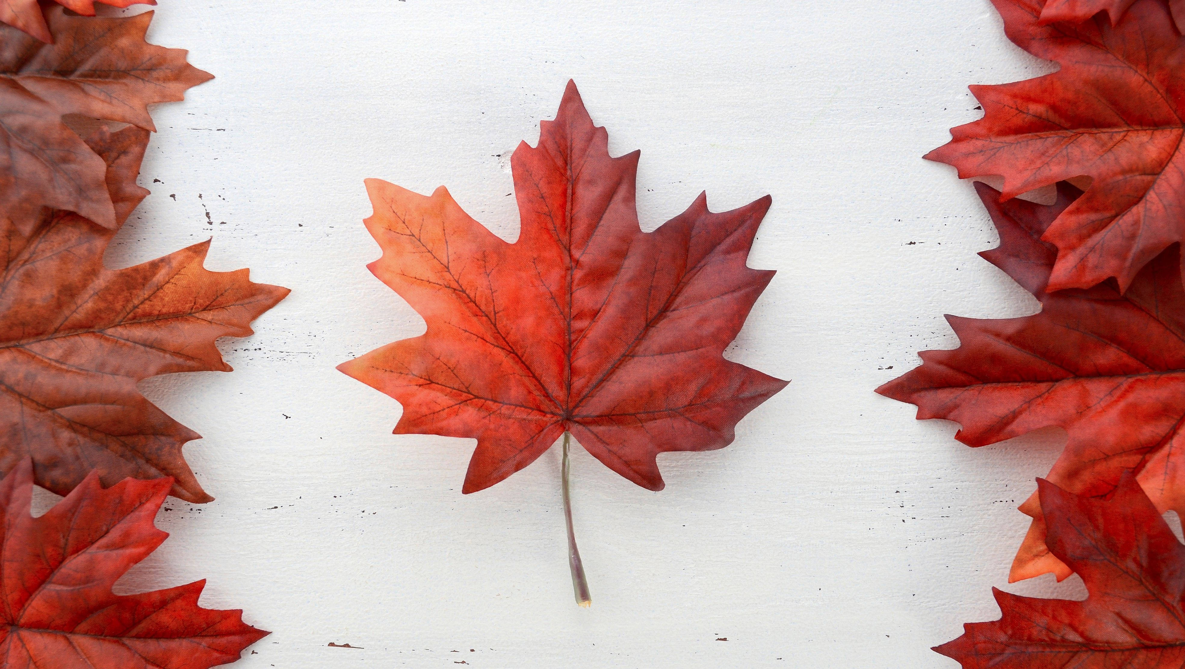 Canada Day 桌布 壁紙 — 一片鮮紅的楓葉置於白色表面中央，周圍環繞著形成邊框的秋葉。