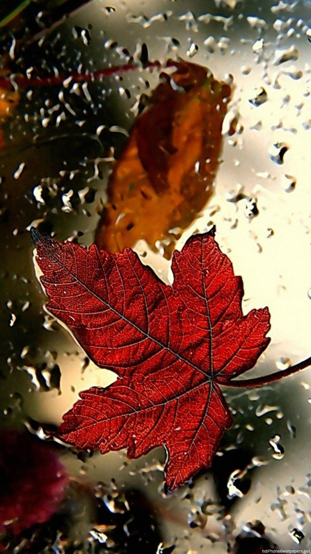 秋季 iPhone 桌布 壁紙 — 一片鮮紅的楓葉落在佈滿雨點的窗上，背景中有一片模糊的秋葉。