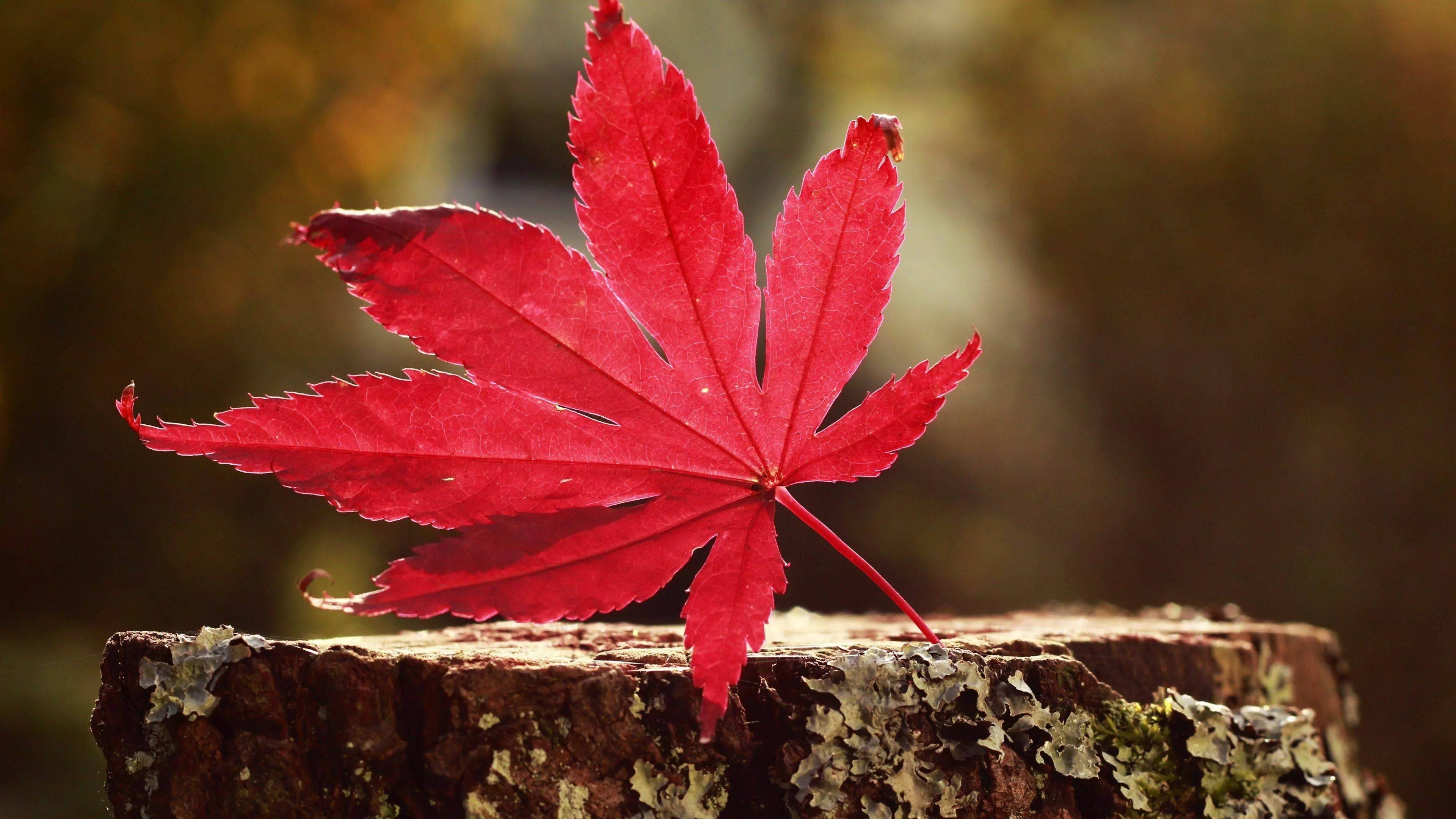 自然 桌布 壁紙 — 一片鮮紅的楓葉落在長滿苔蘚的樹樁上，背景是溫暖模糊的秋色。