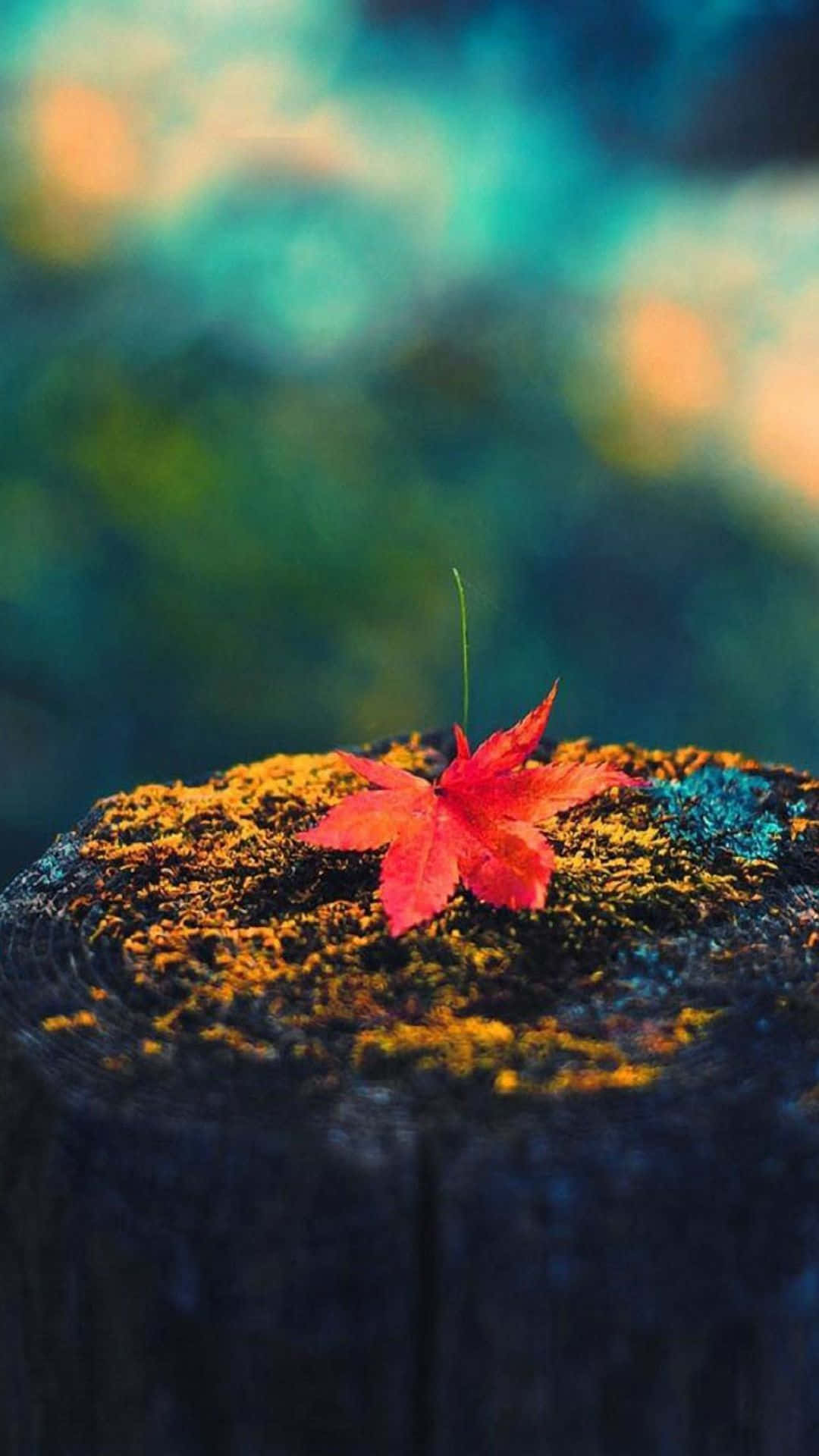 Simple Autumn 桌布 壁紙 — 一片鮮紅的楓葉落在長滿苔蘚的樹樁上，背景是夢幻般的藍綠色和綠色模糊效果。