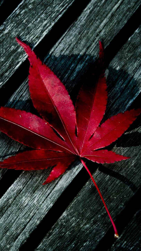 秋天深色木板上的一片亮紅楓葉。