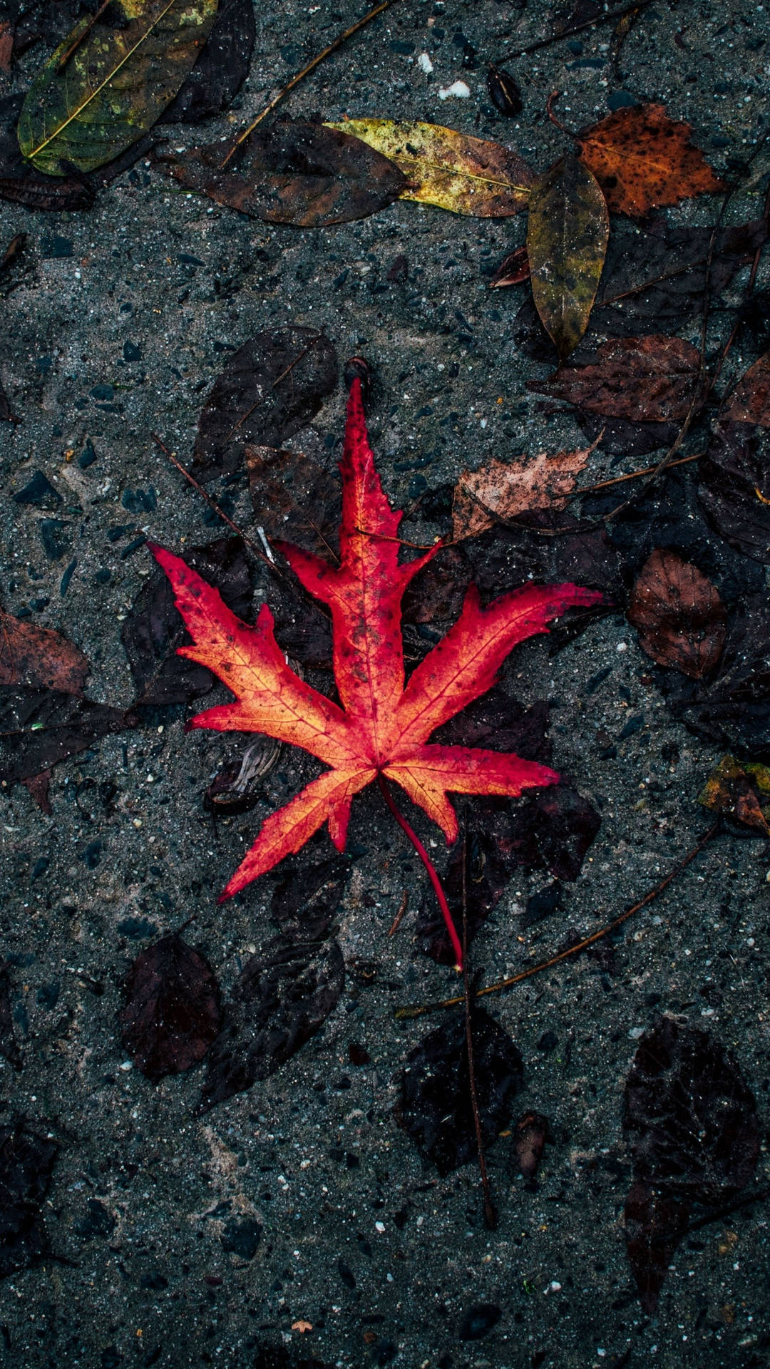 潮濕瀝青上一片鮮紅的楓葉，伴隨著掉落的棕色落葉。 — 秋天動圖 壁紙