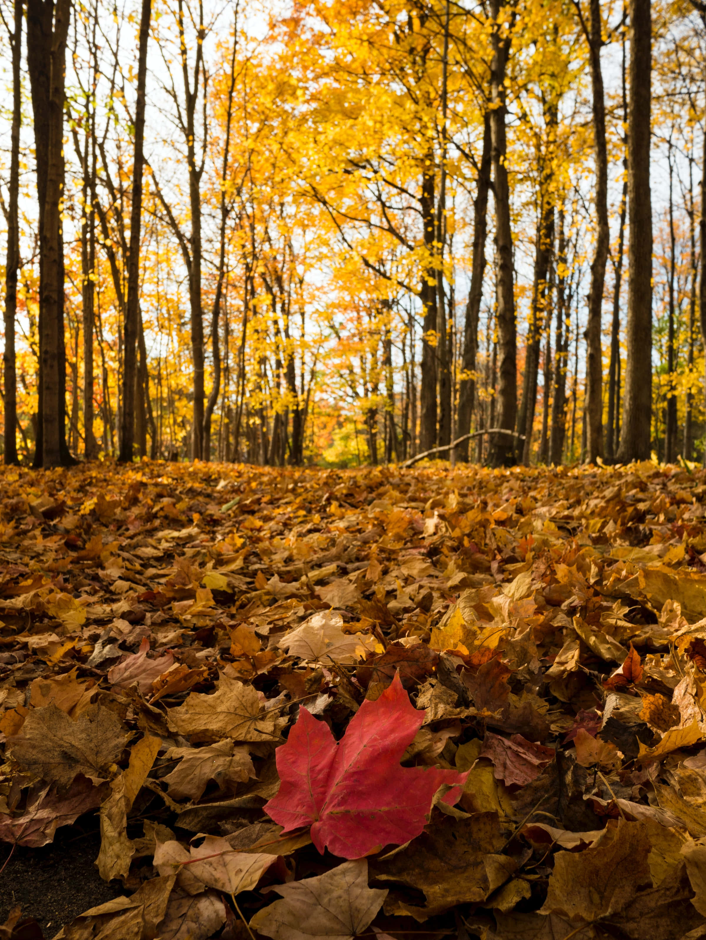 Autumnal Equinox 桌布 壁紙 — 一片鮮紅的楓葉躺在陽光明媚的秋日森林中金黃色的落葉之間。