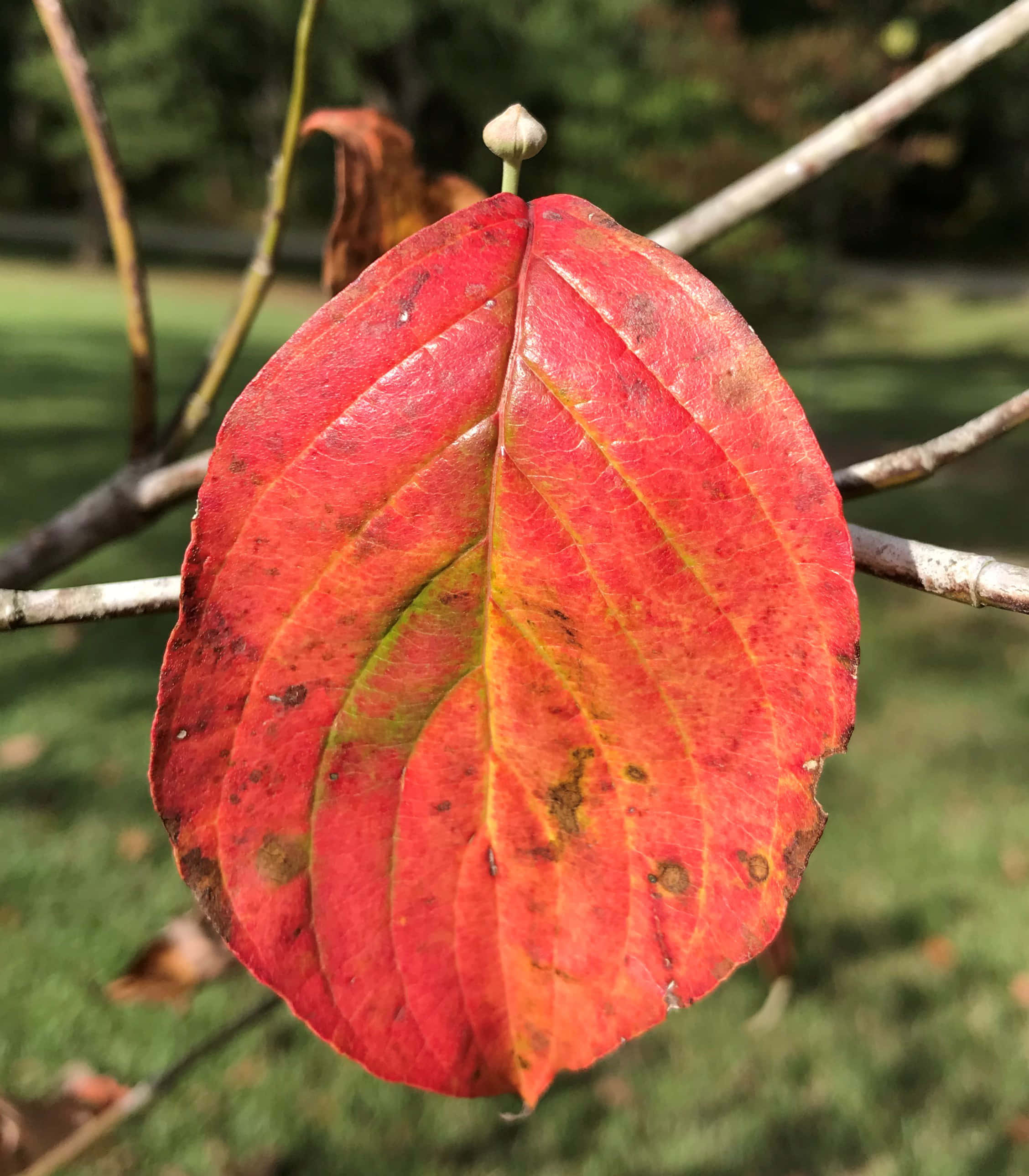 葉子 桌布 壁紙 — 一片鮮紅的秋葉帶有黃色葉脈，掛在樹枝上，背景是模糊的綠色。